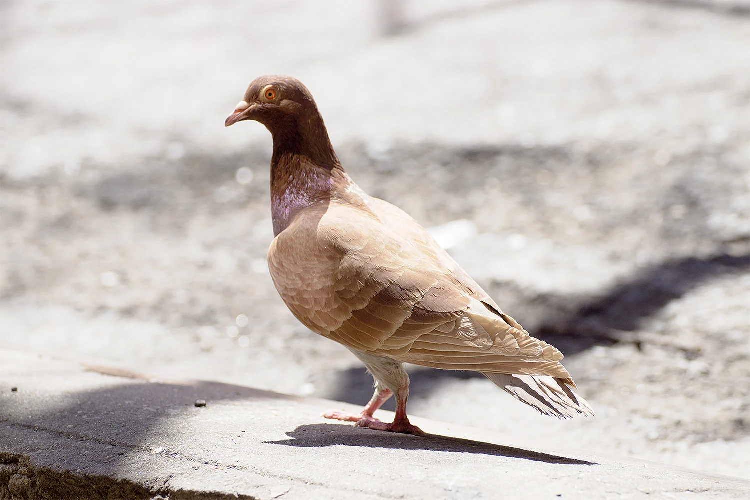 Passed this pigeon as we left our Airbnb towards the airport.