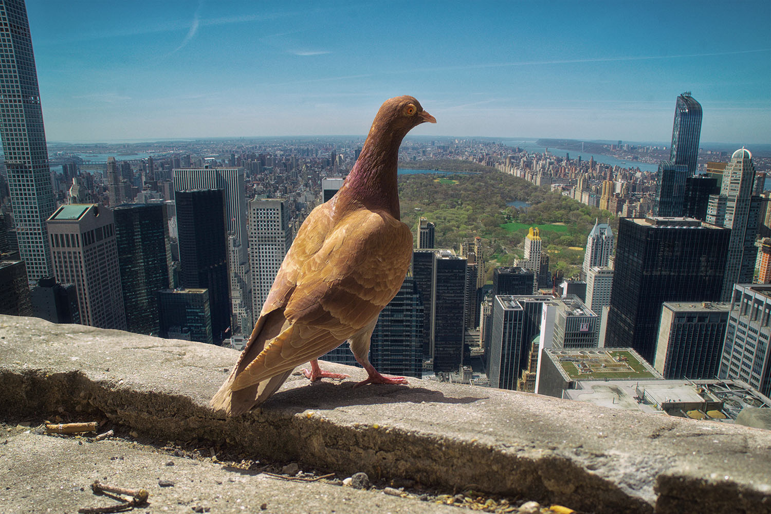 On Top of the Rock, NYC. Image by LocalPigeon