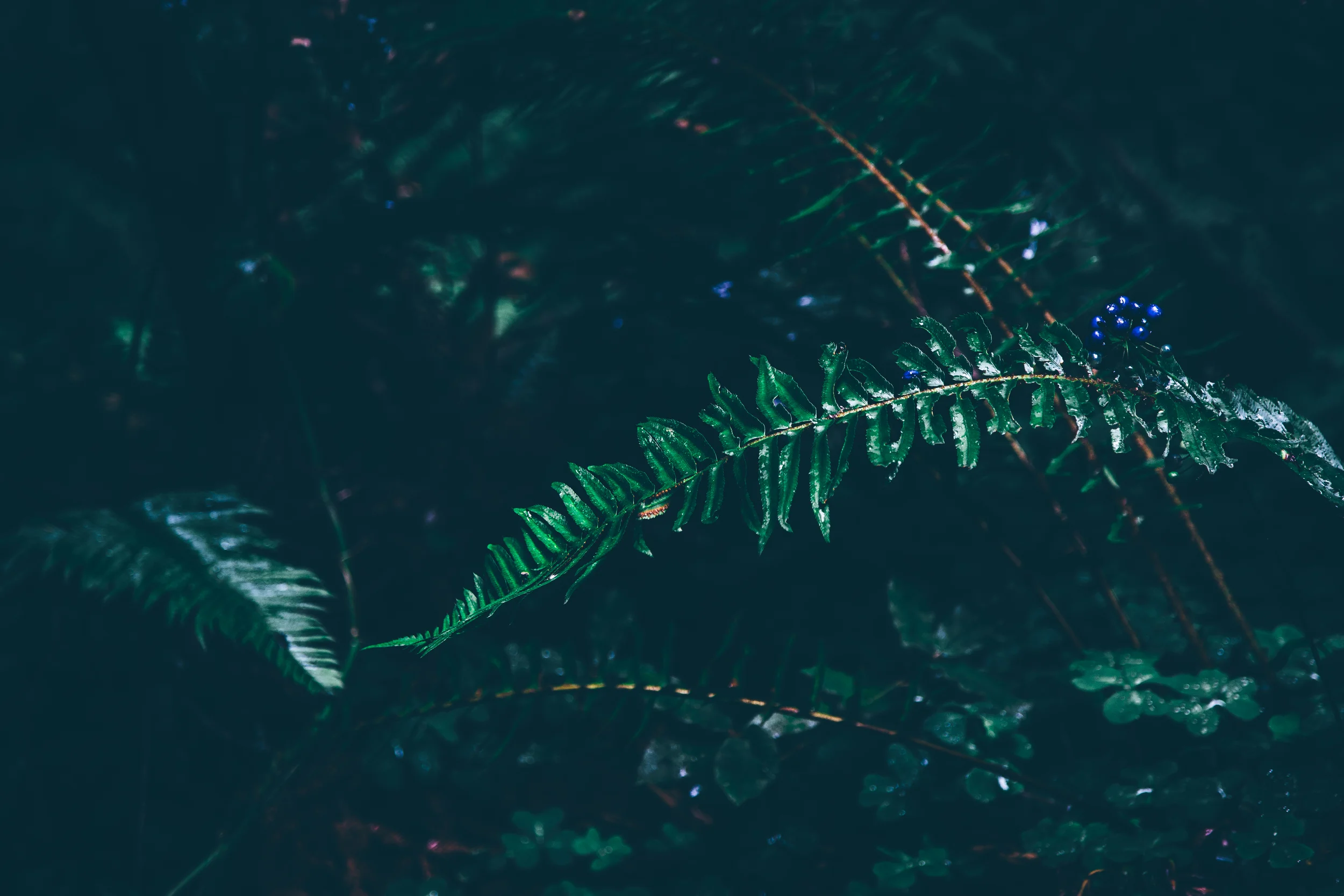 Fern