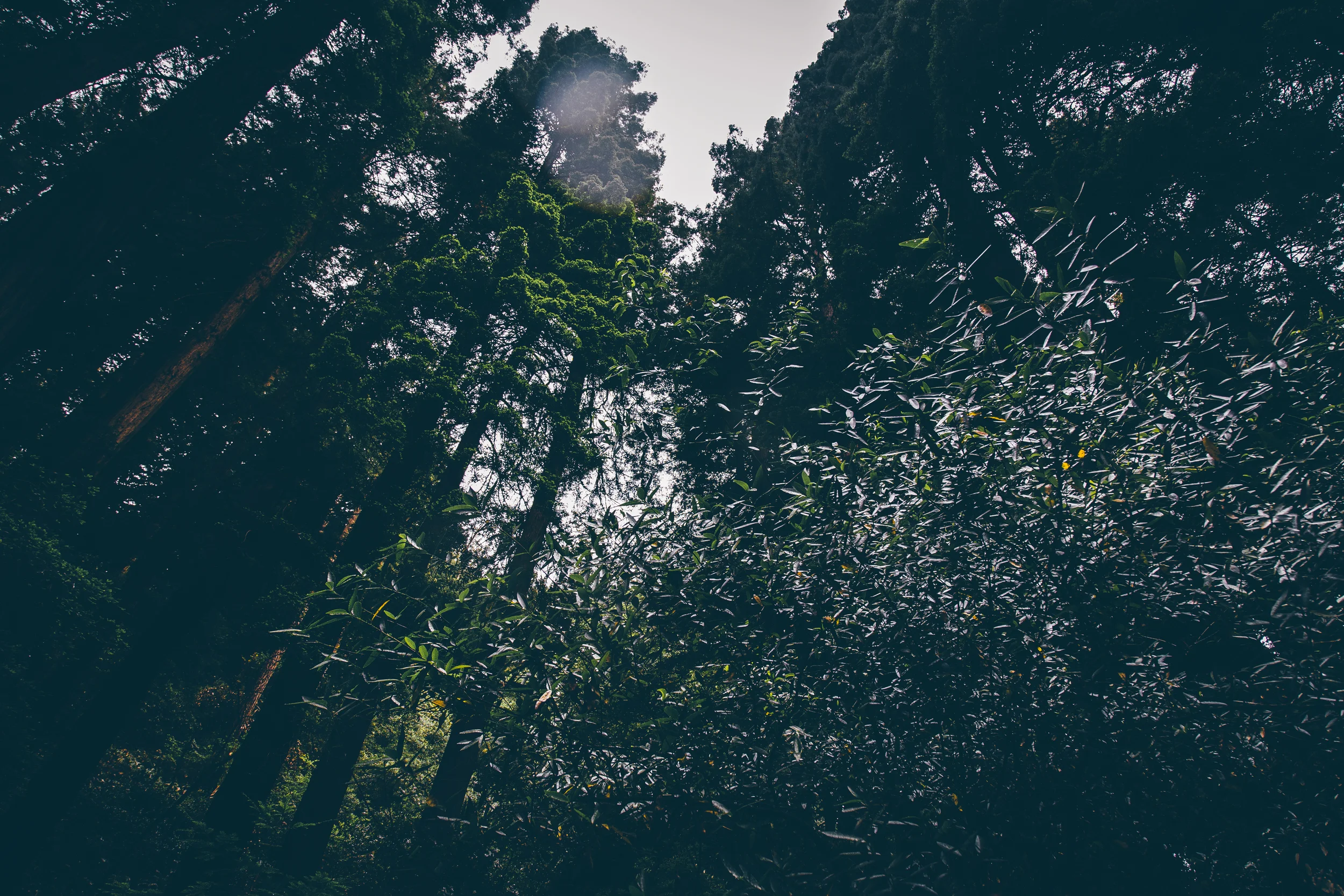 Natural architecture