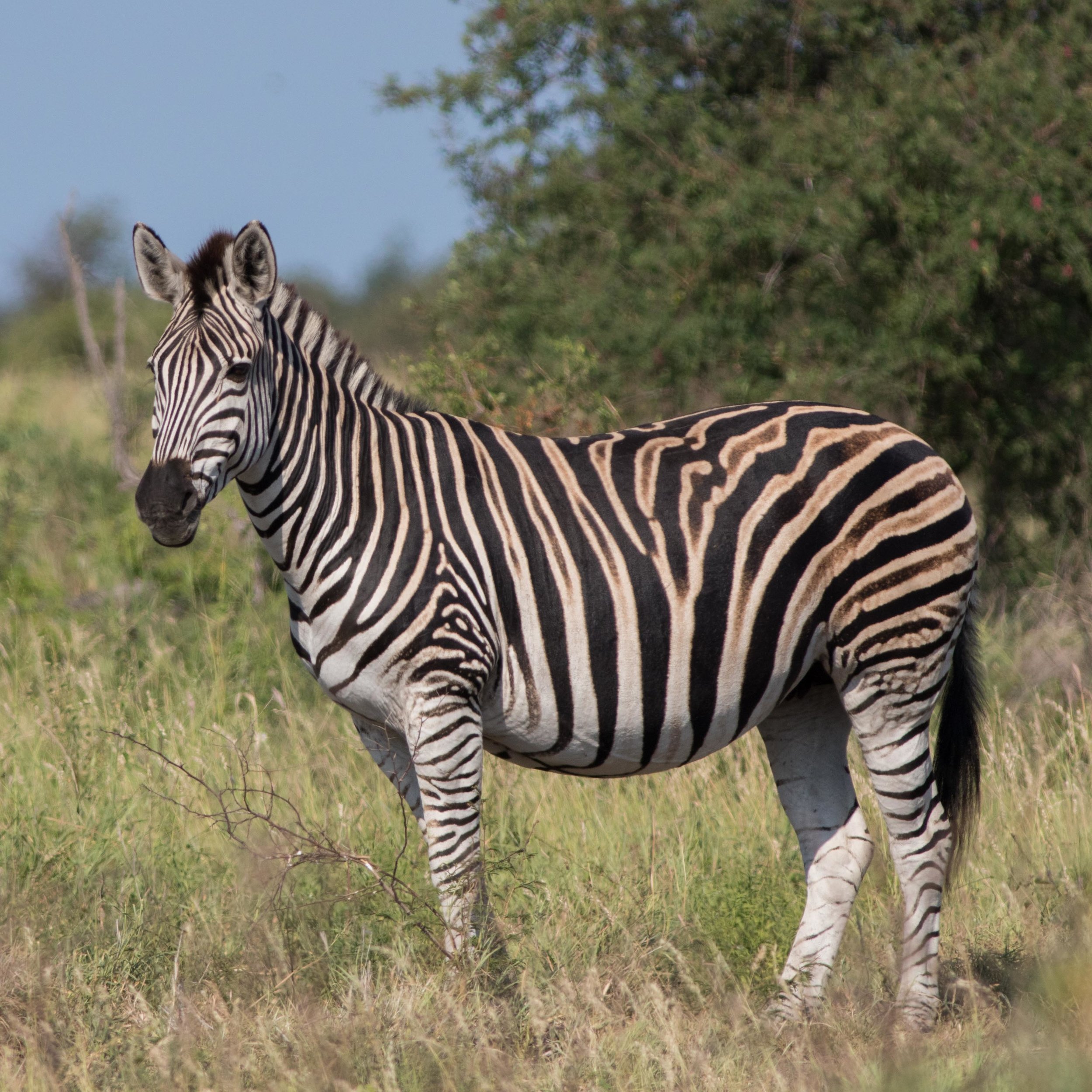 Plains Zebra — Wild About The Wild