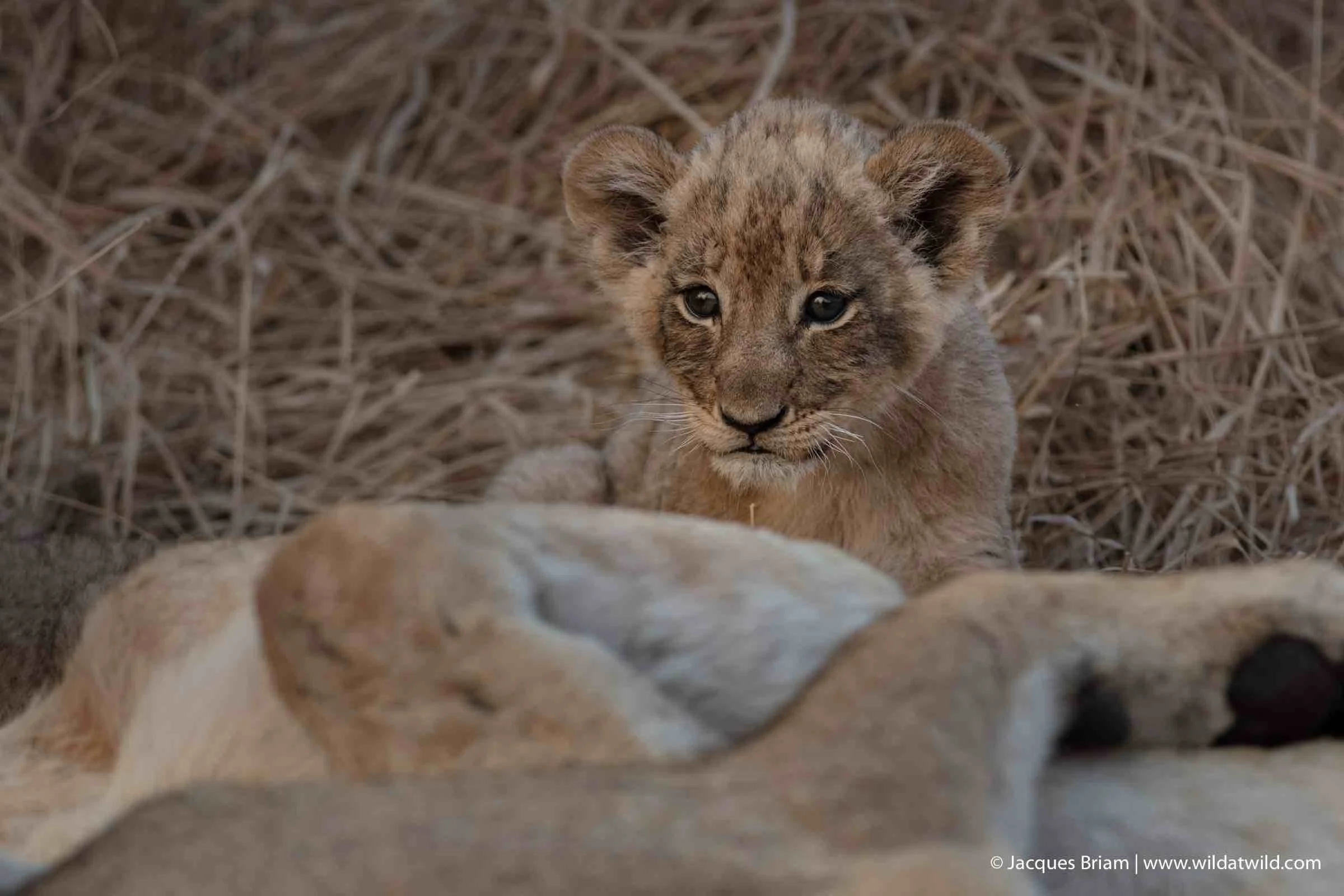 One of the newborn Mountain Pride cubs stares at us while hiding behind its mother.