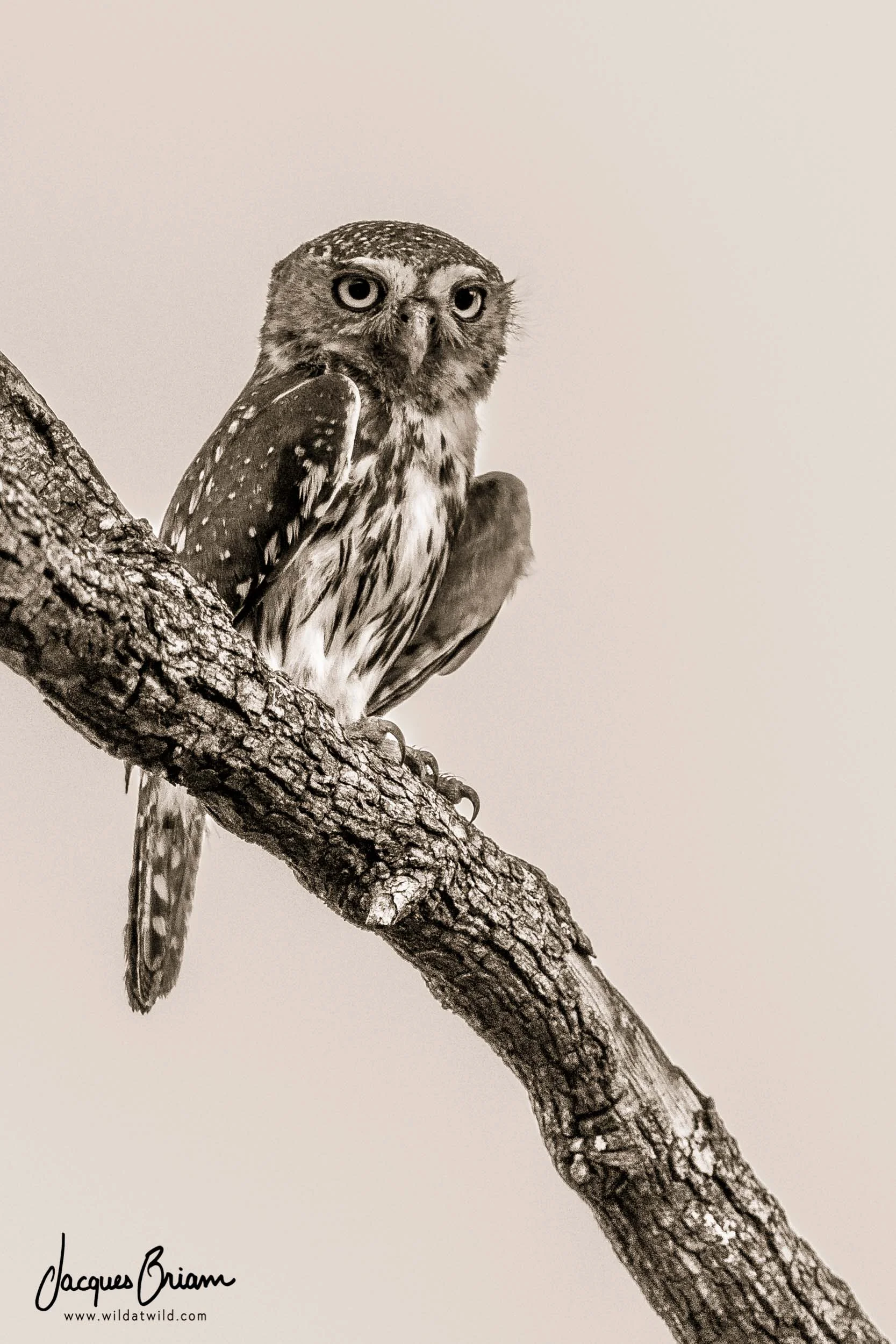 Pearl-spotted Owlet