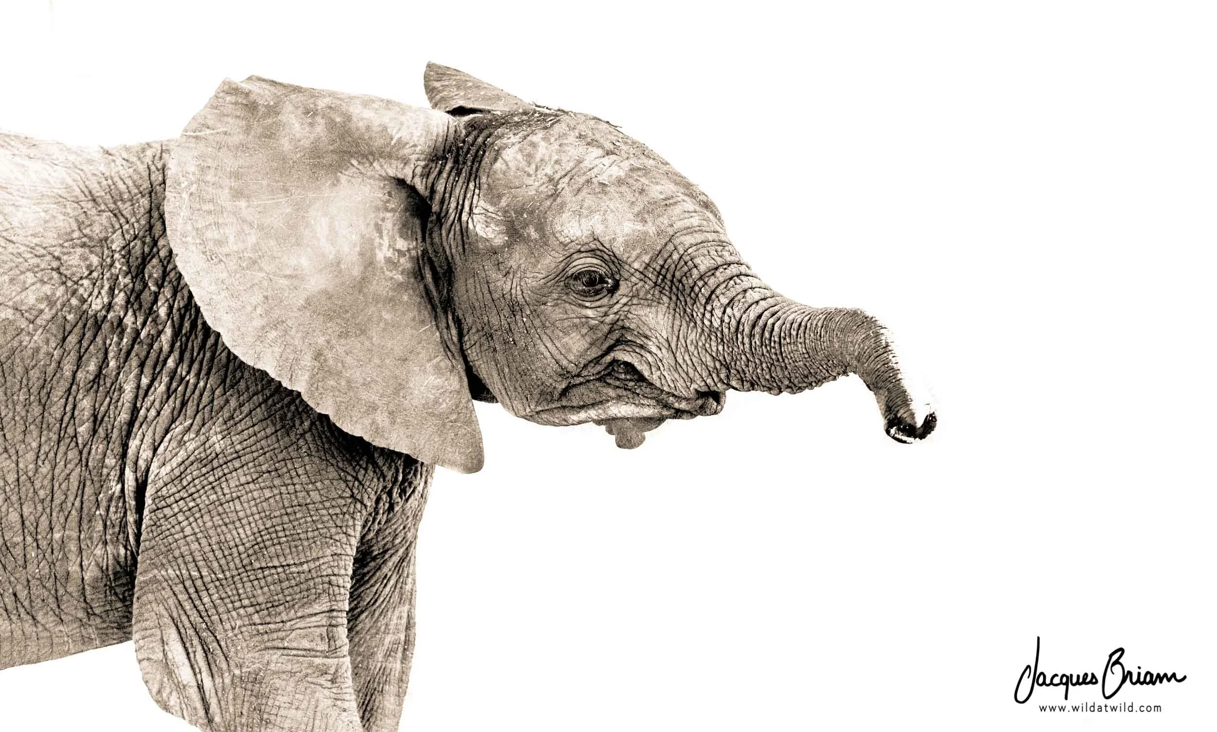 African Elephant