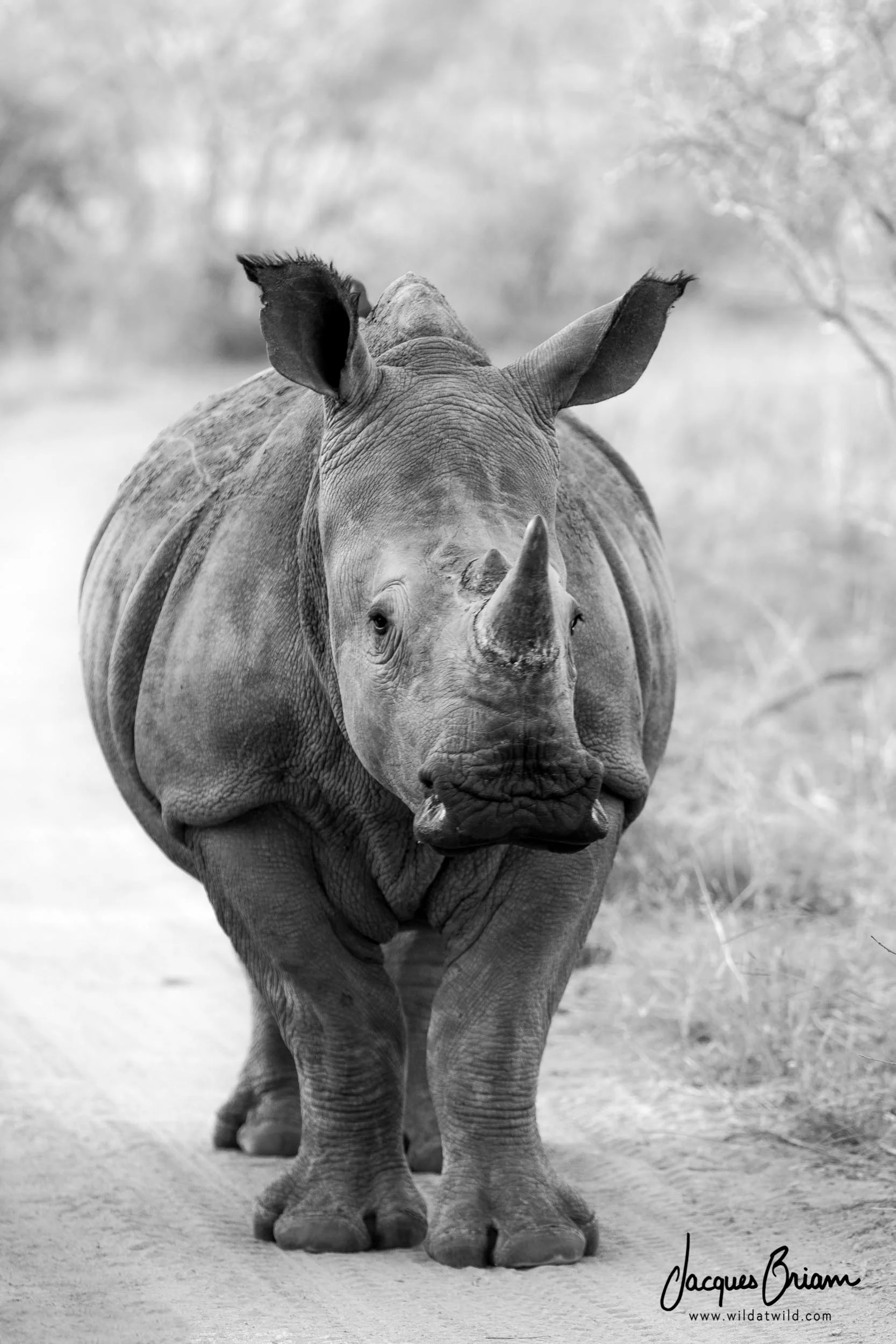 White Rhinoceros