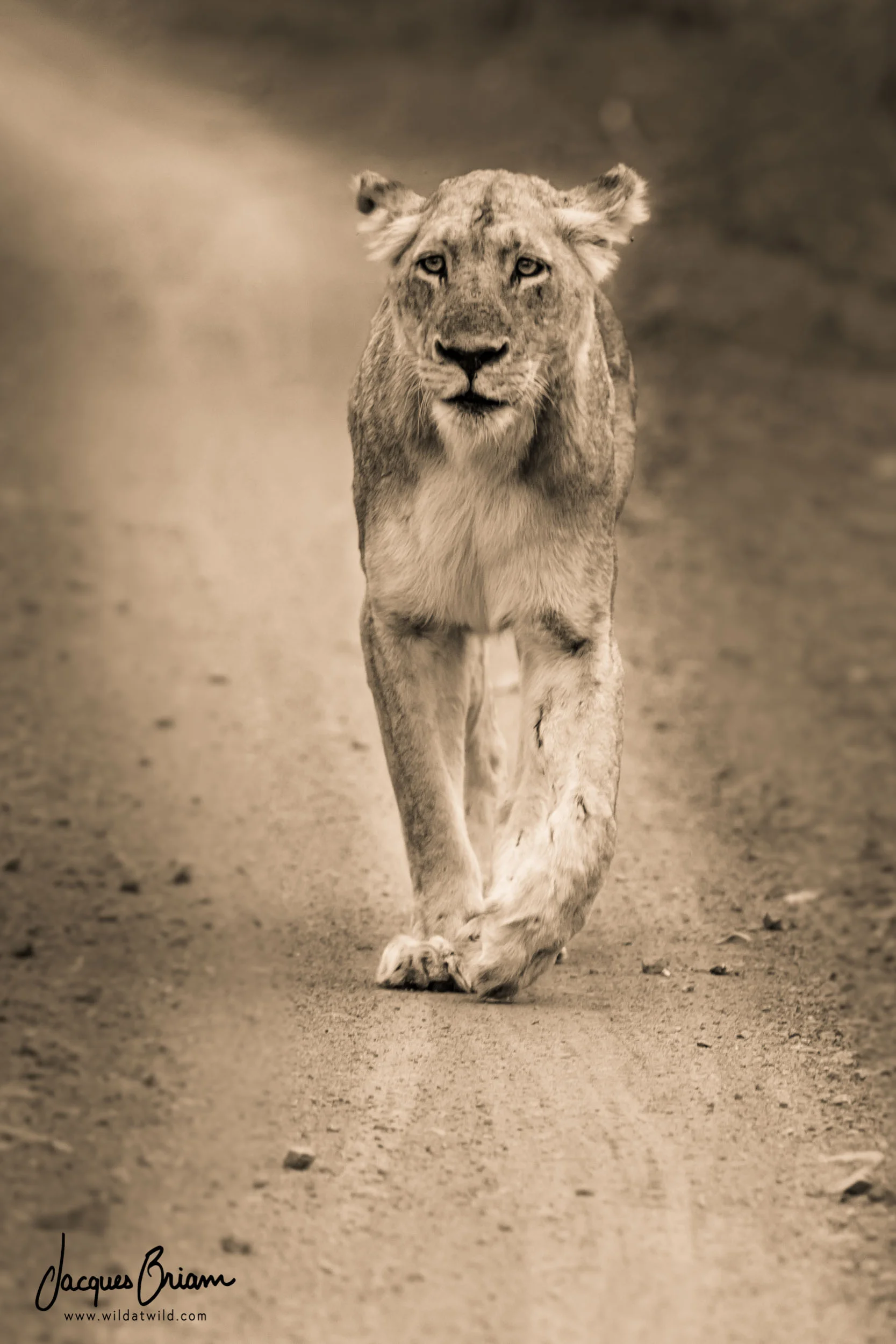 Lion