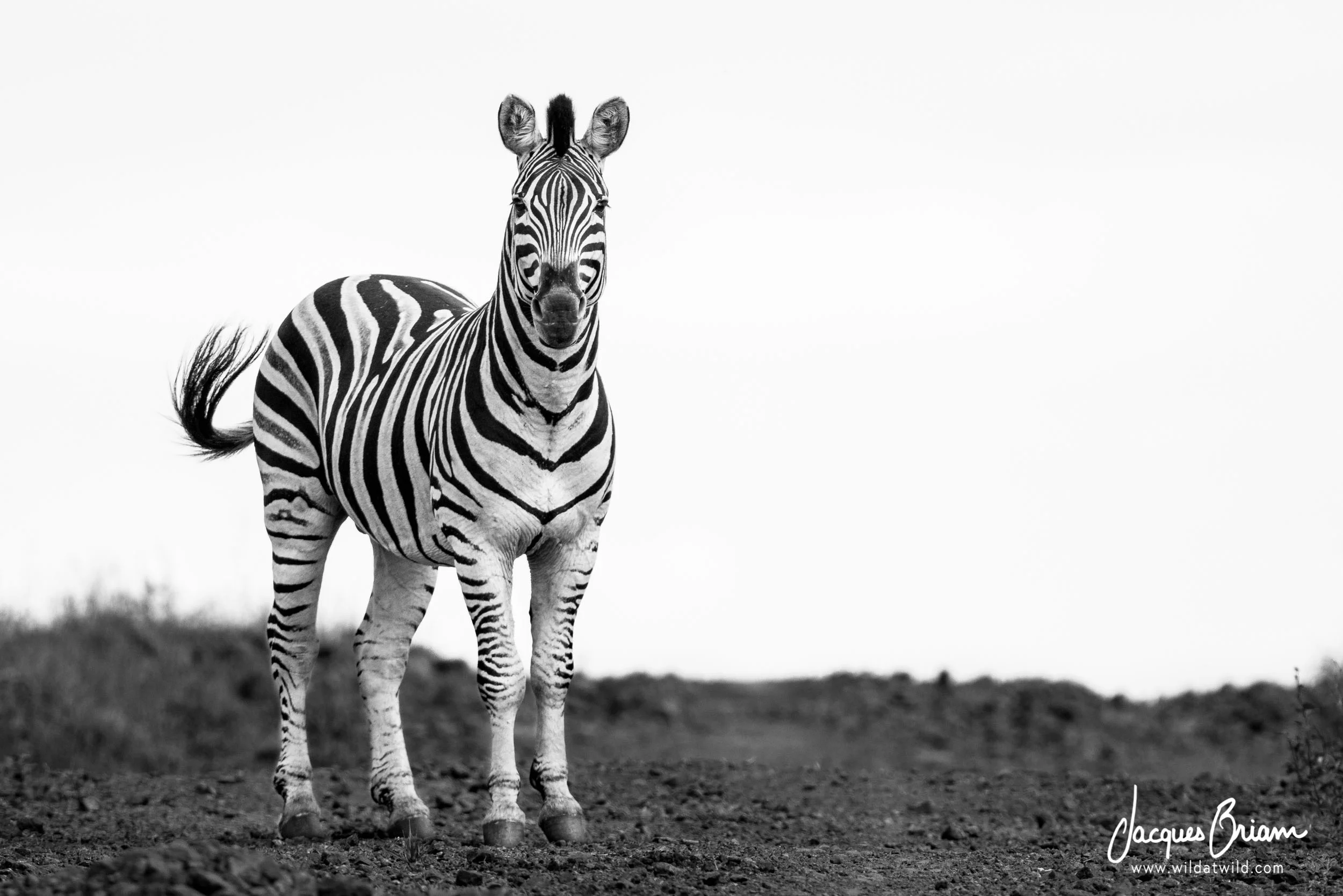 Plains Zebra
