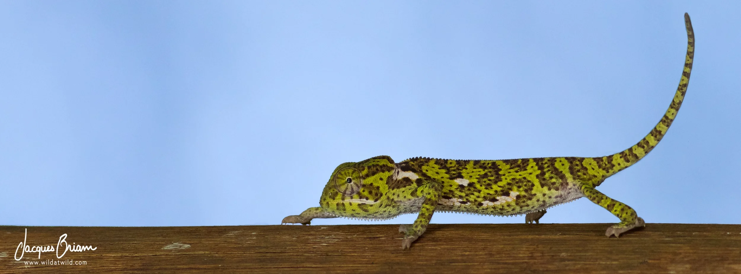 Flap-necked Chameleon