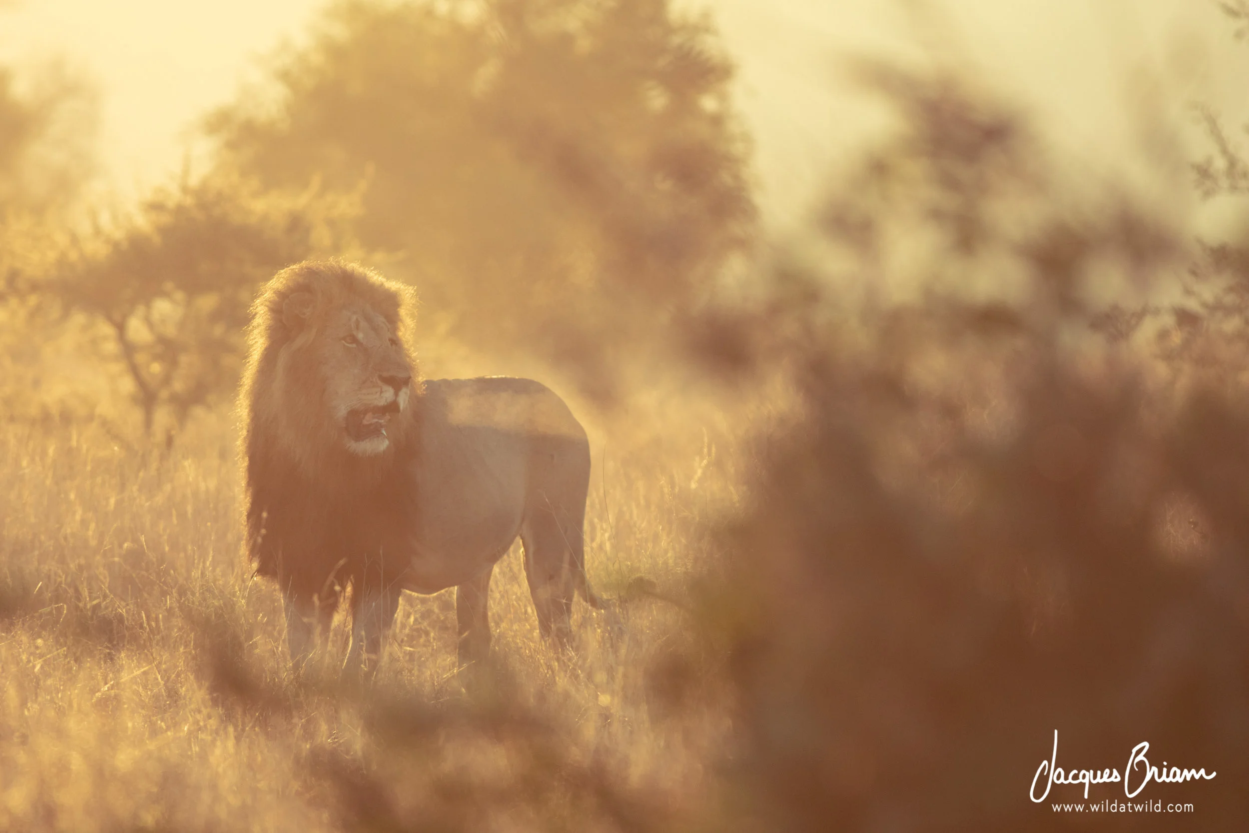 Lion