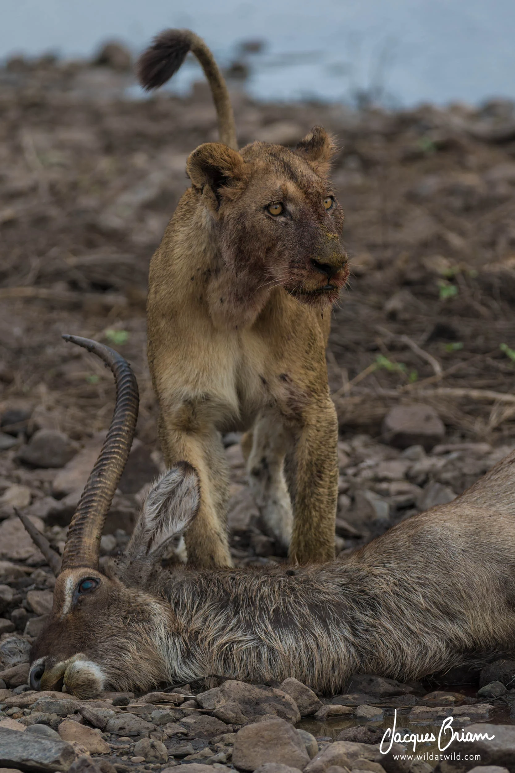 Lion with Waterbuck Prey
