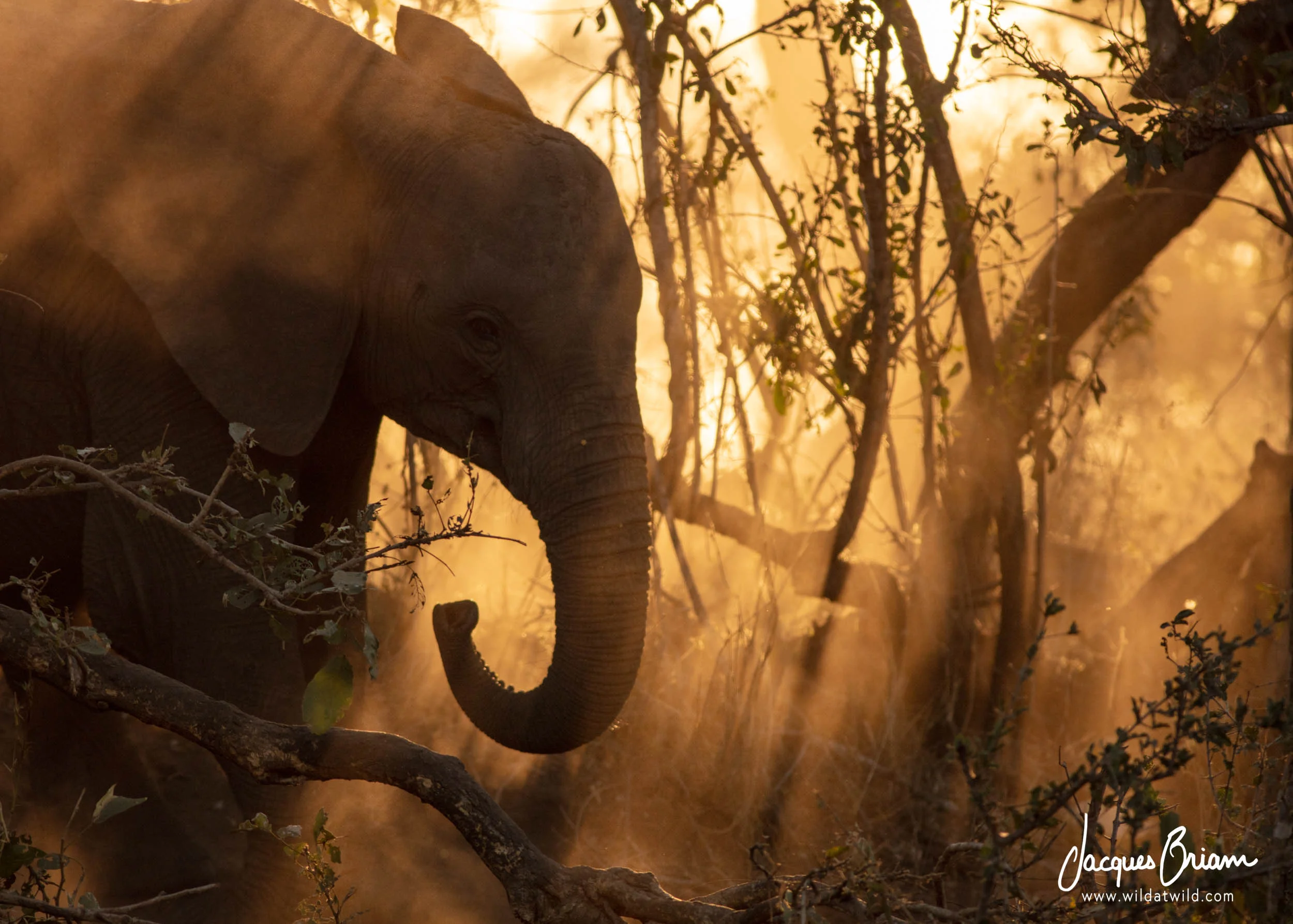 African Elephant