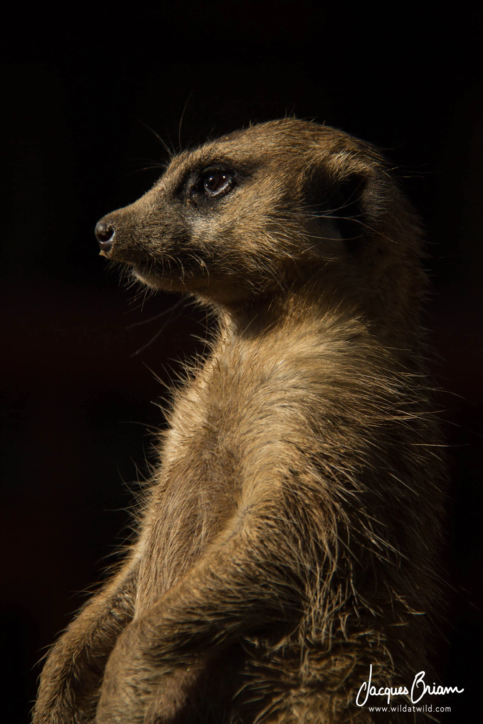 Suricate