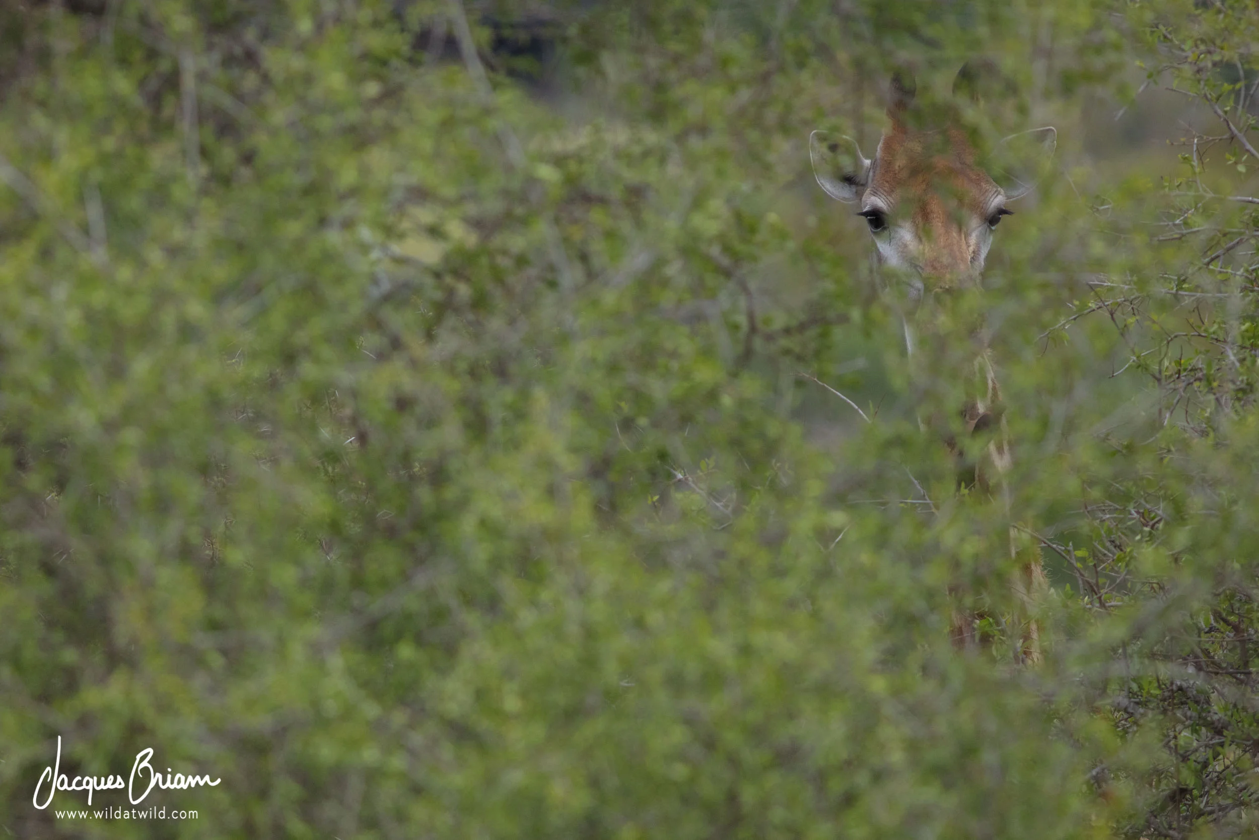 Southern Giraffe