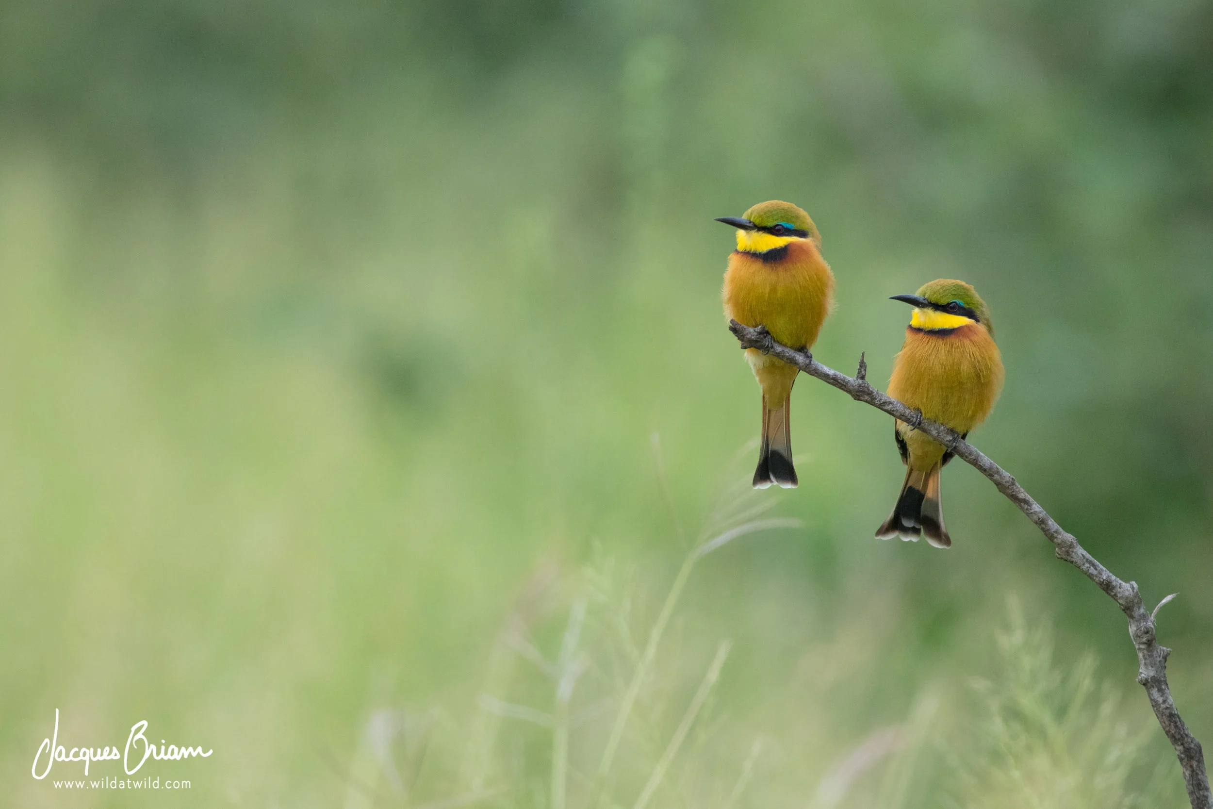 Little Bee-eaters