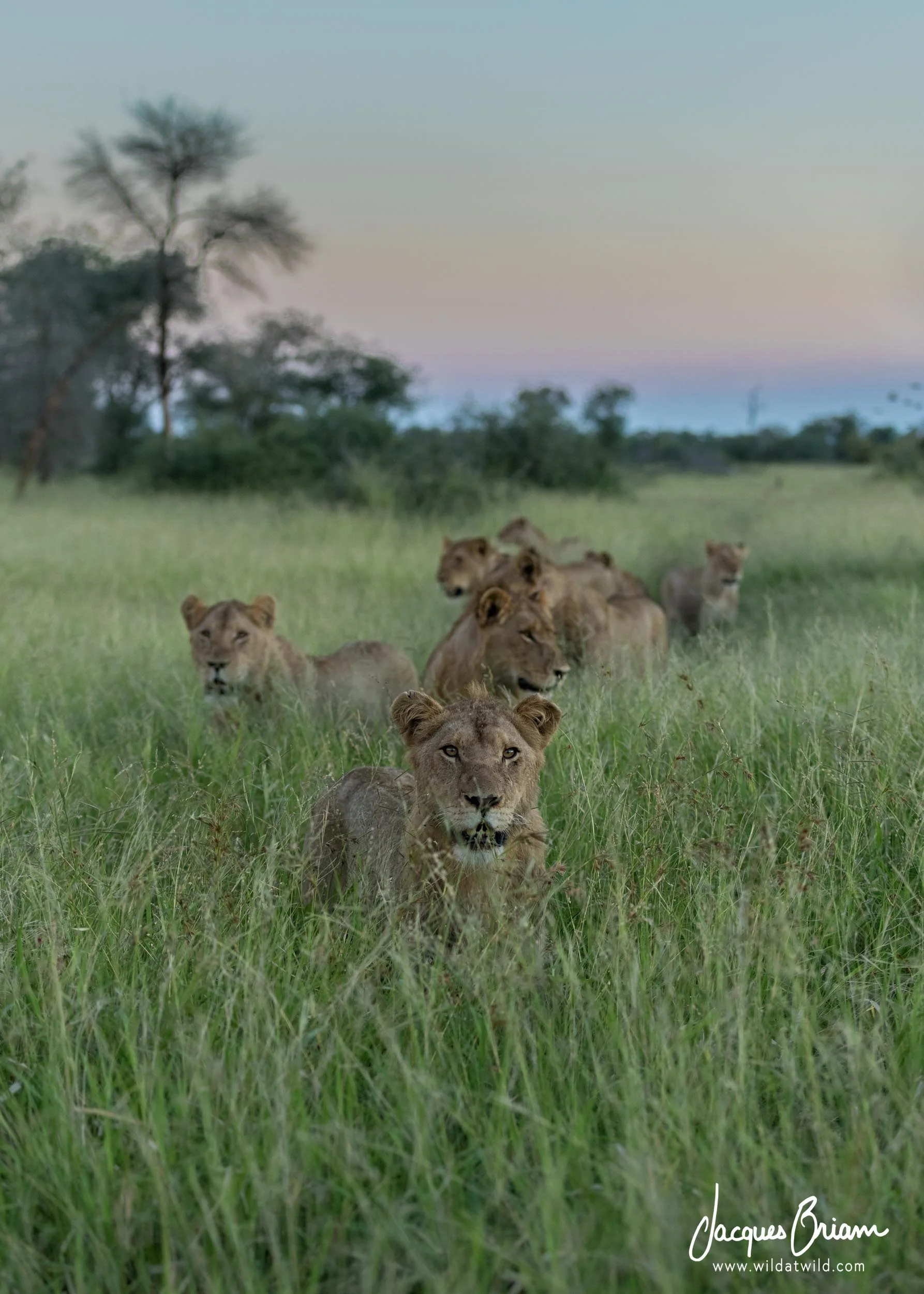 Lions