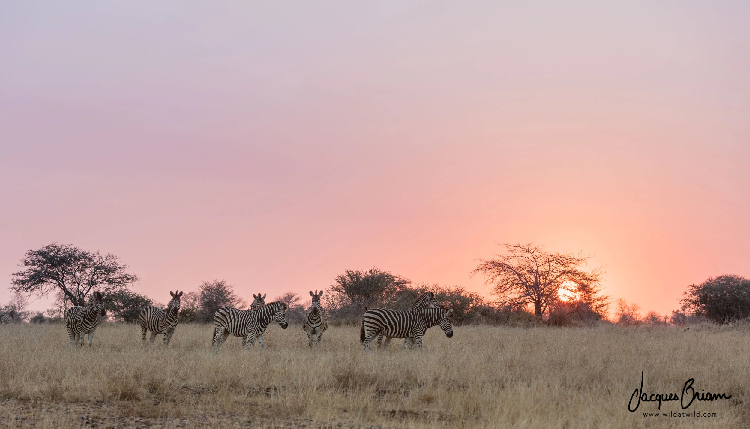 Plains Zebras