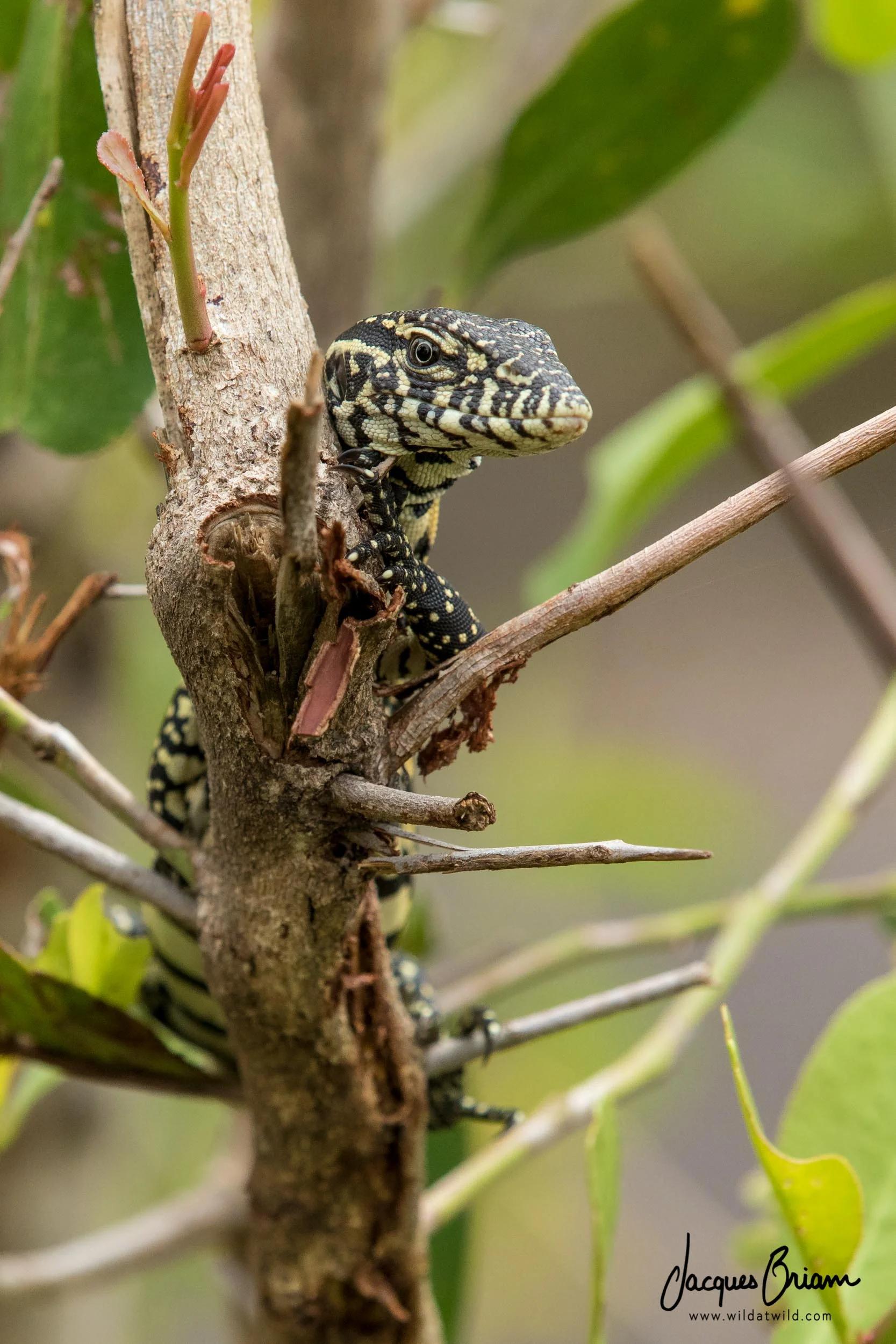 Nile Monitor