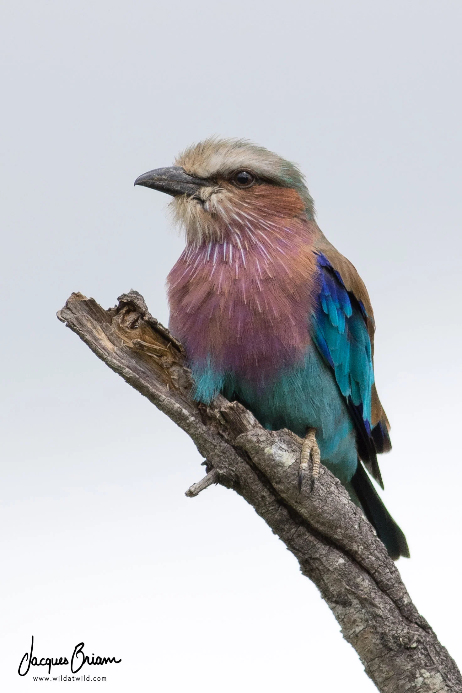 Lilac-breasted Roller