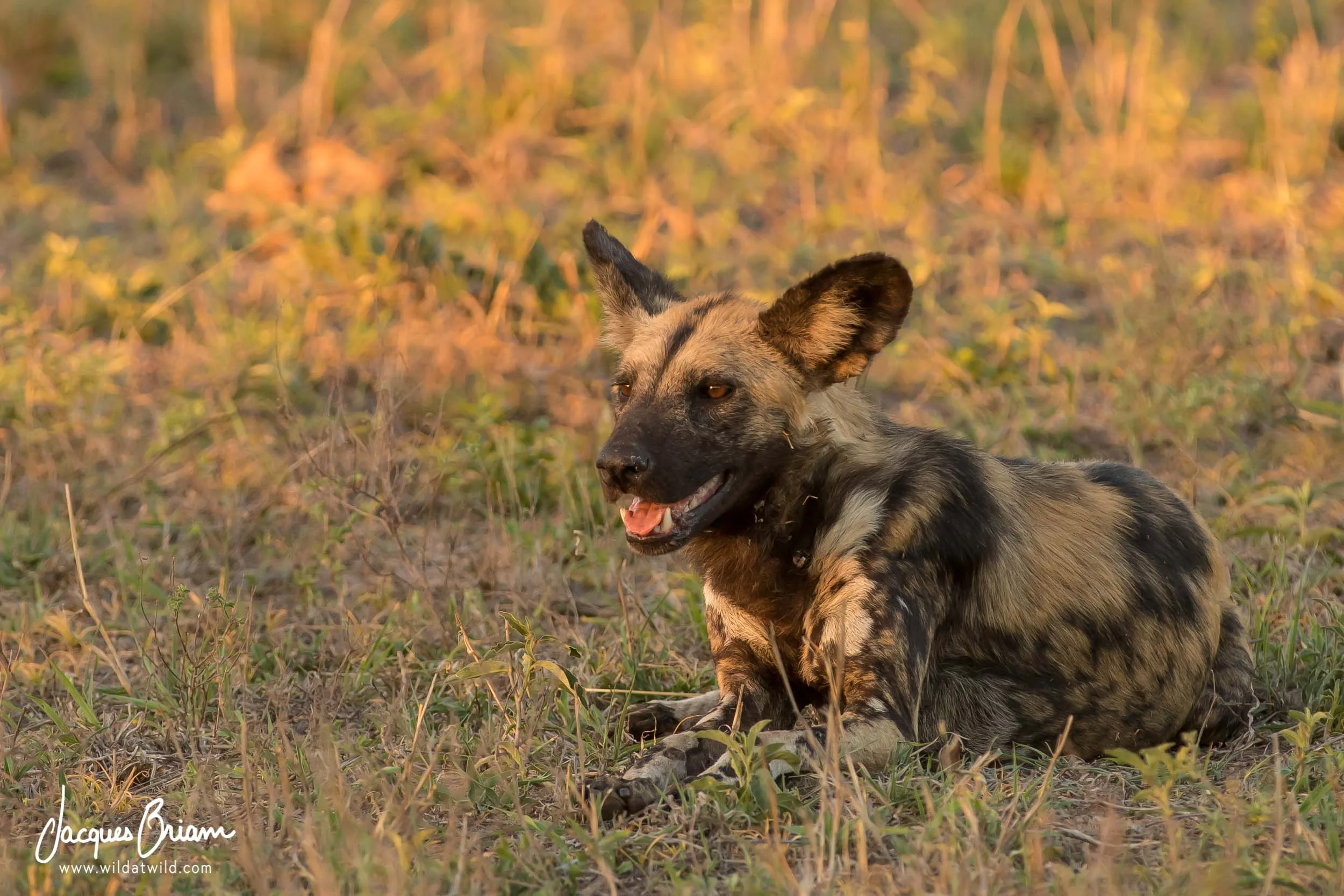 African Wild Dog