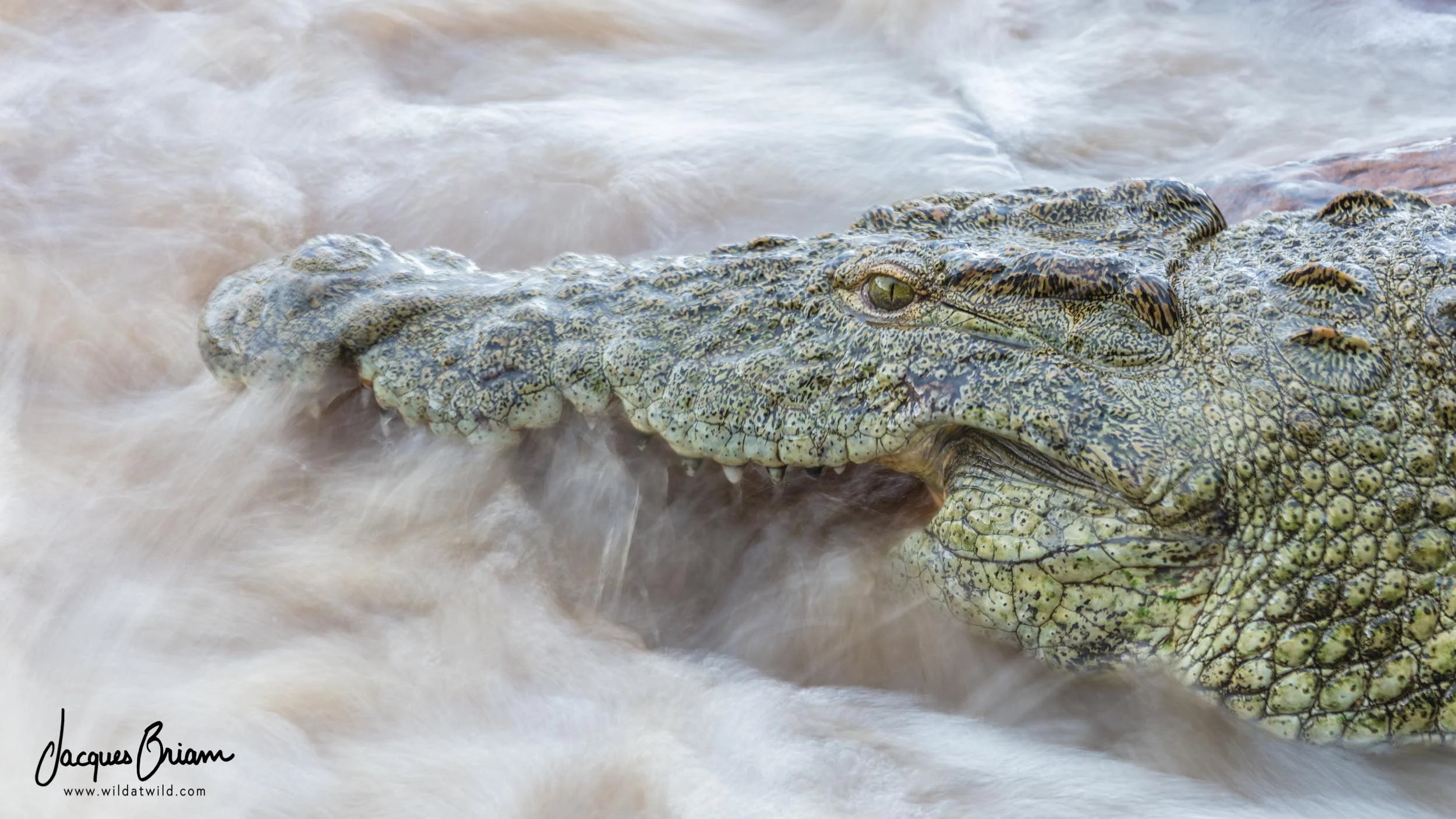 Nile Crocodile