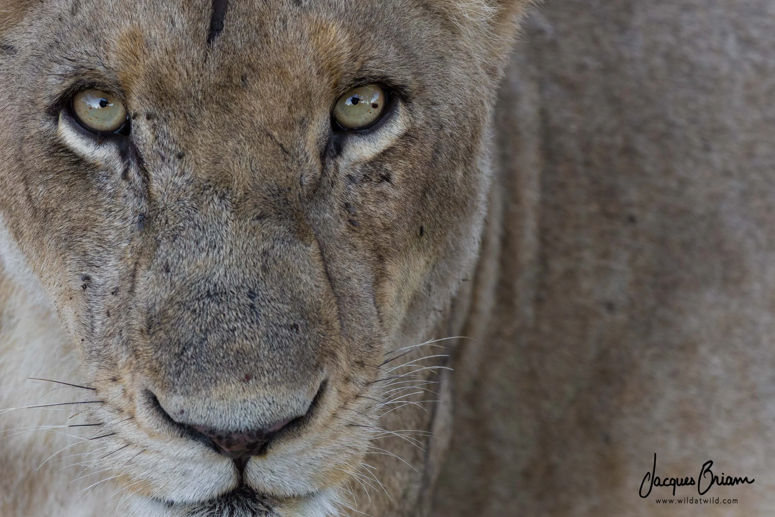 Lion