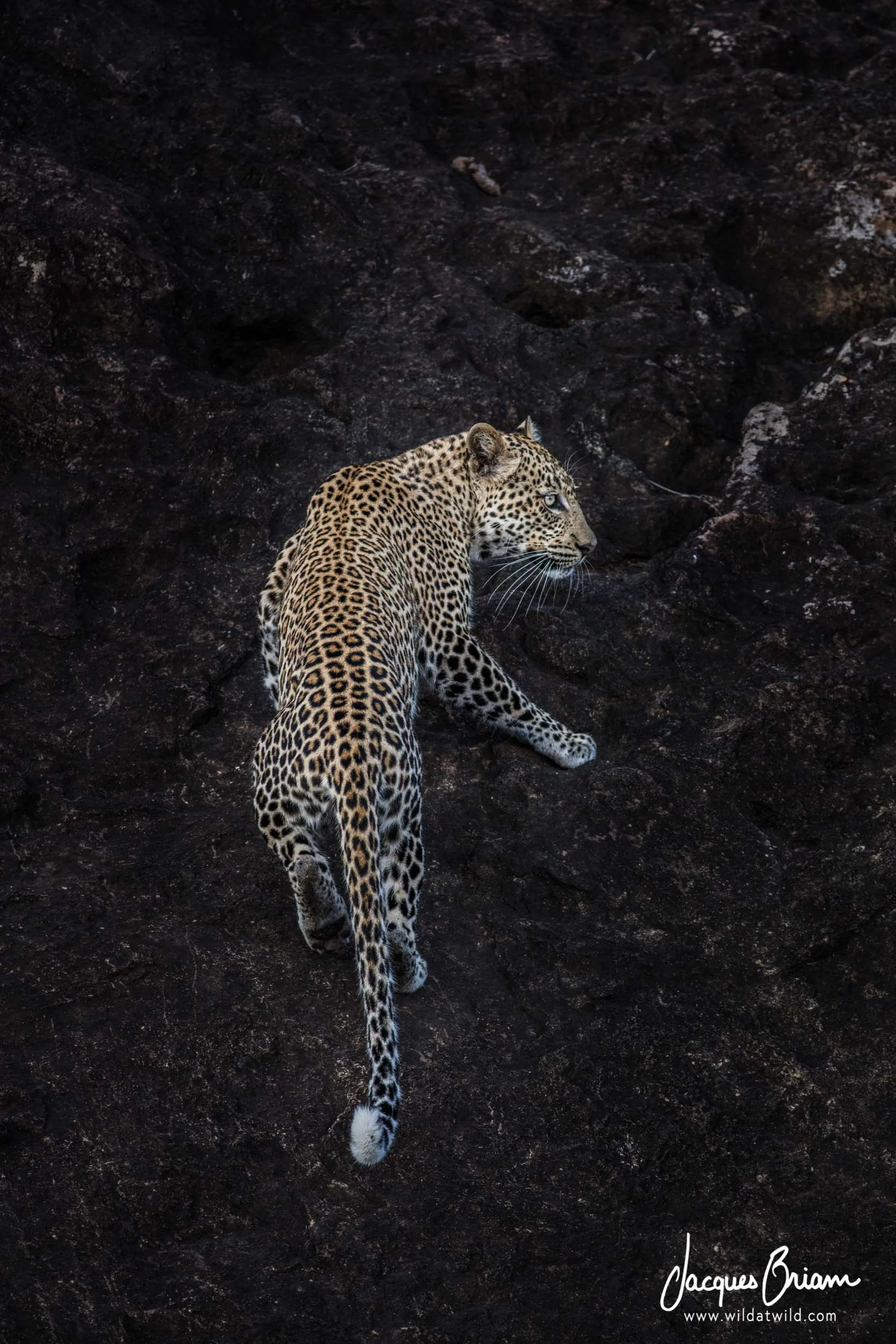 Leopard