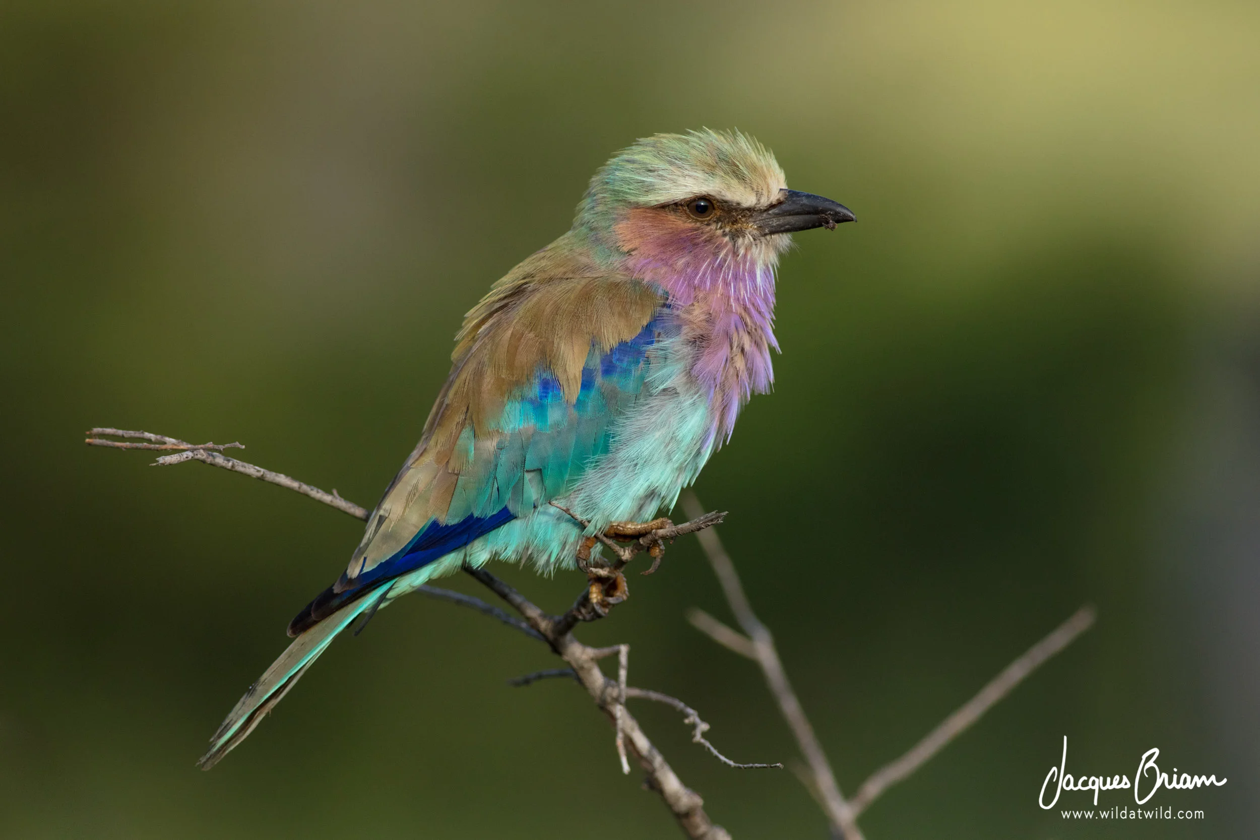 Lilac-breasted Roller