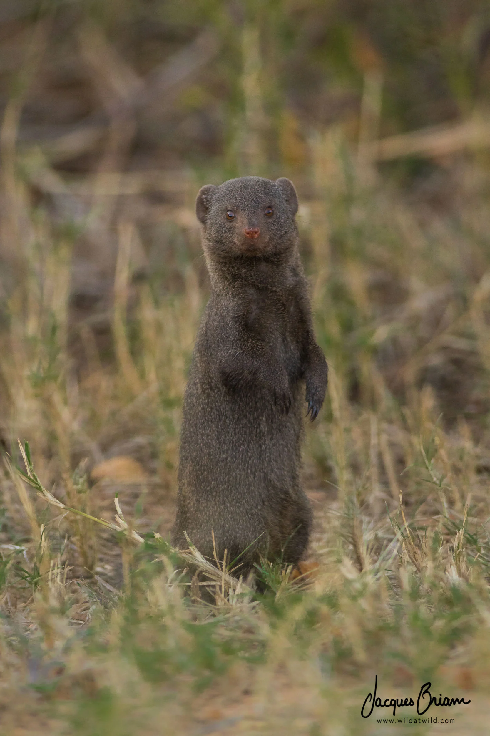 Dwarf Mongoose