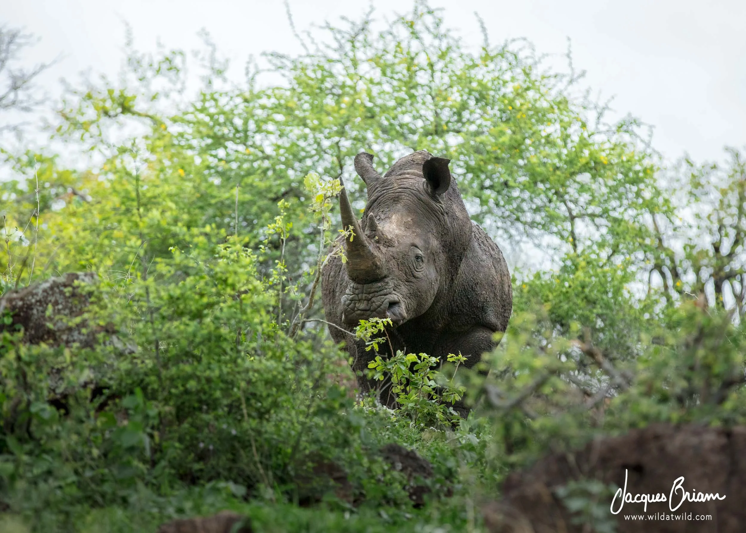 White Rhinoceros