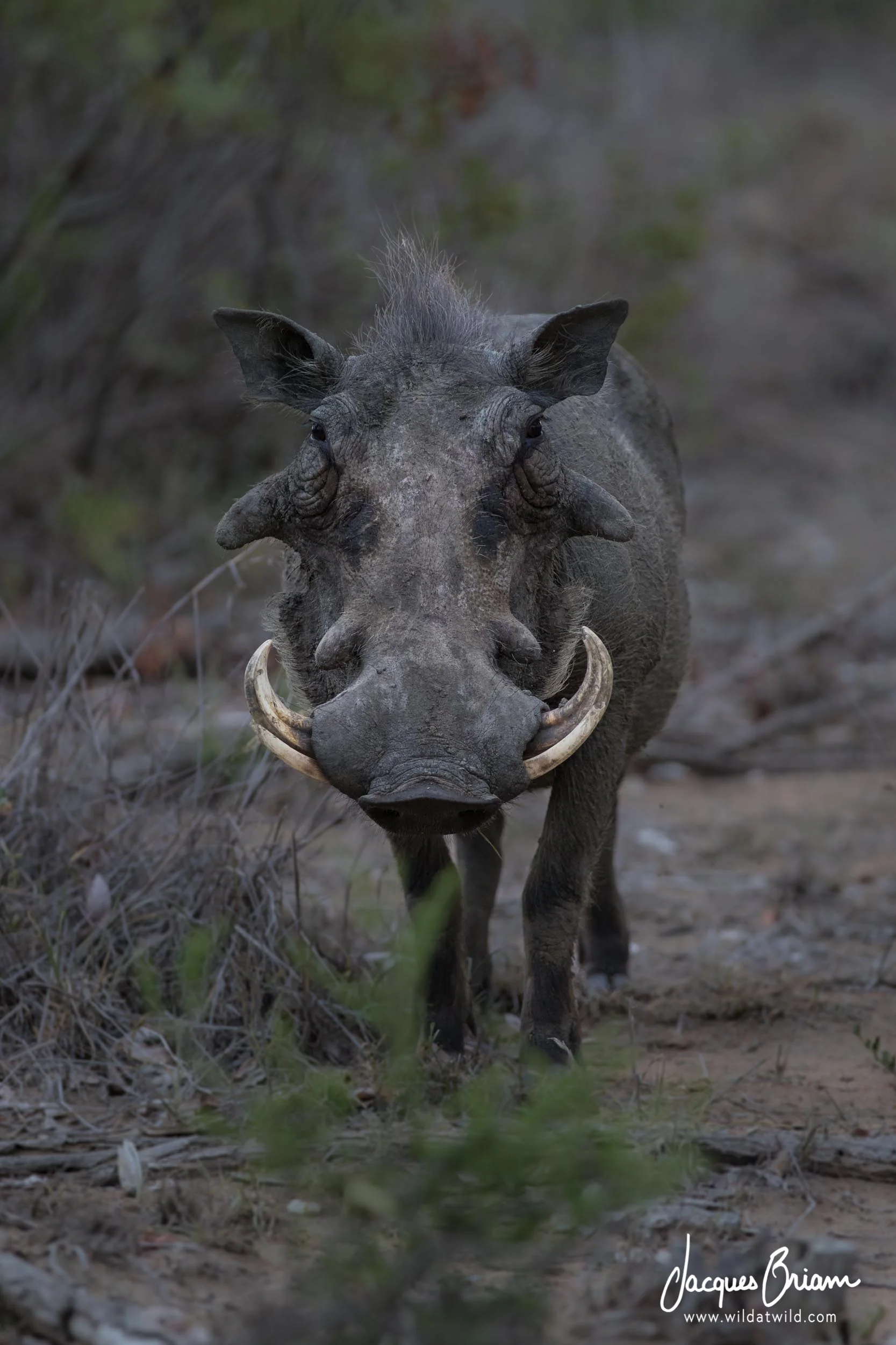 Common Warthog