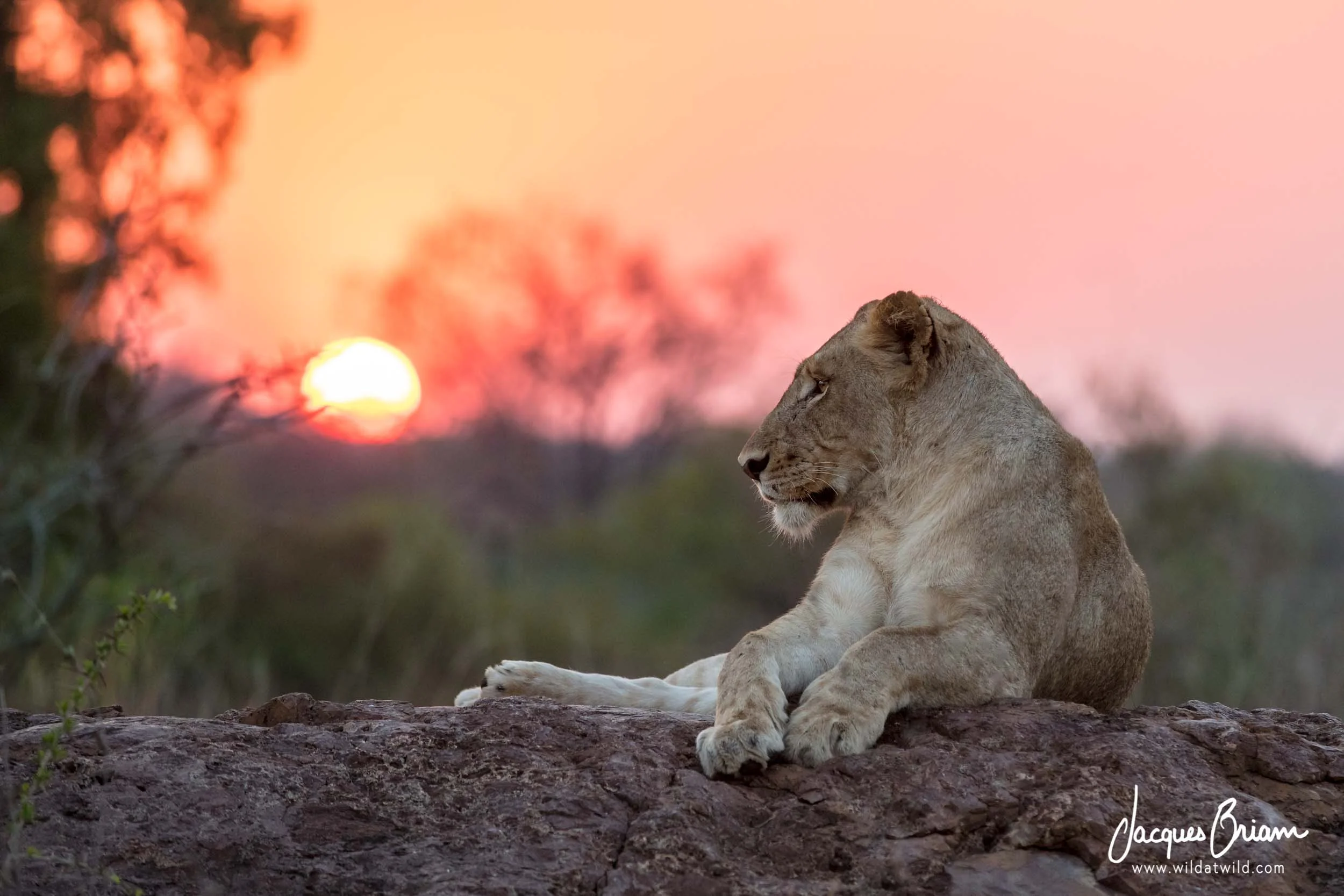 Lion