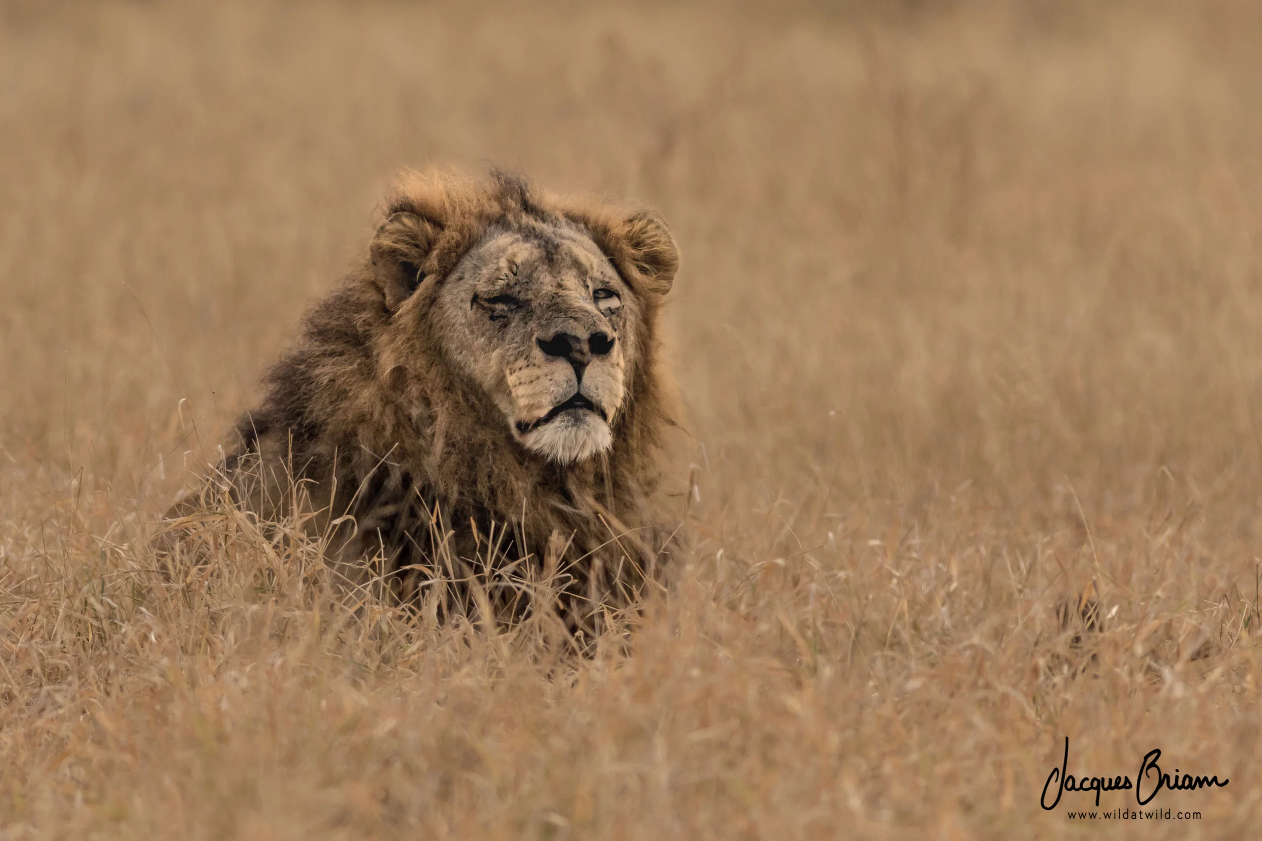 Lion