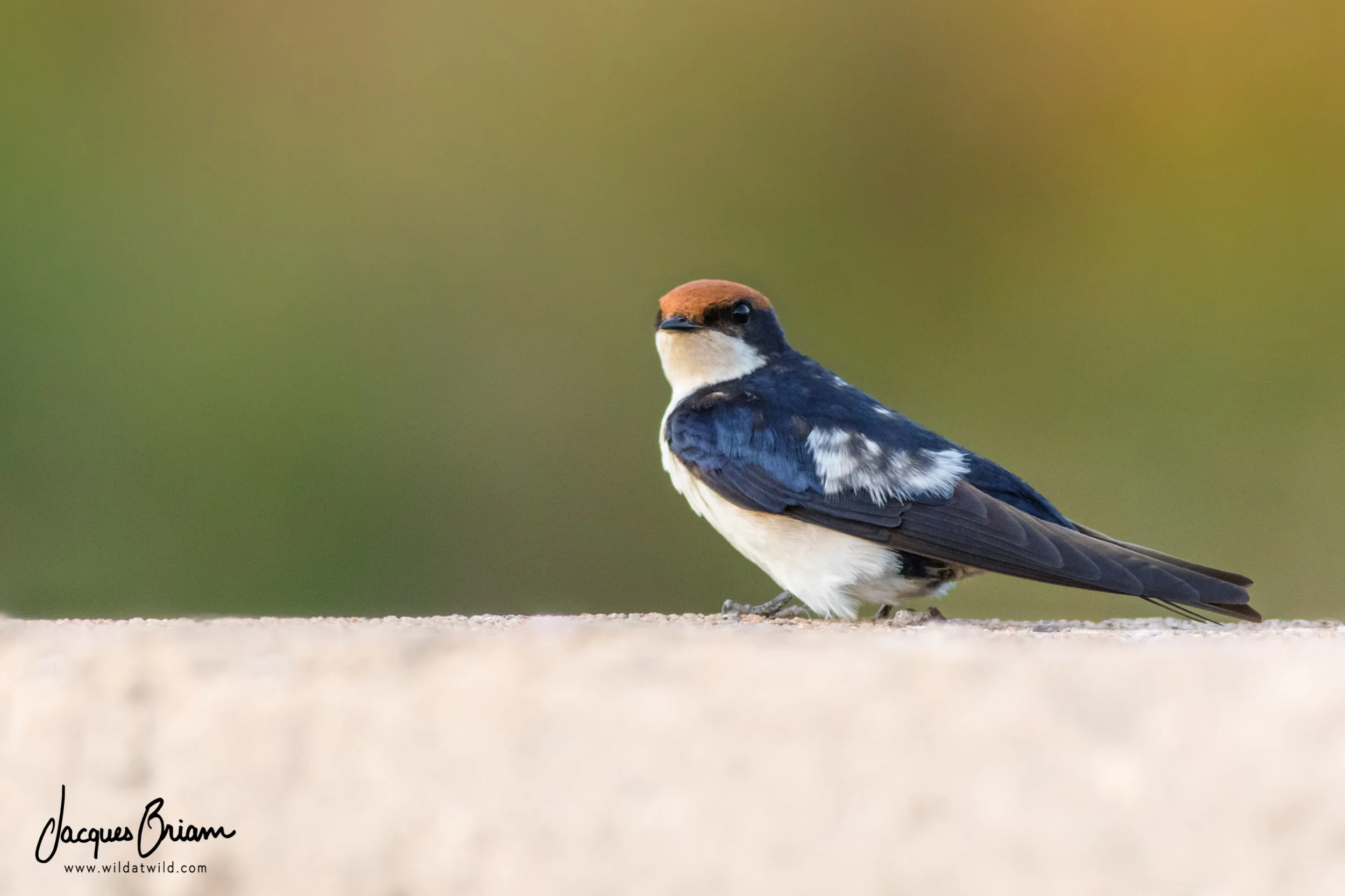 Wire-tailed Swallow