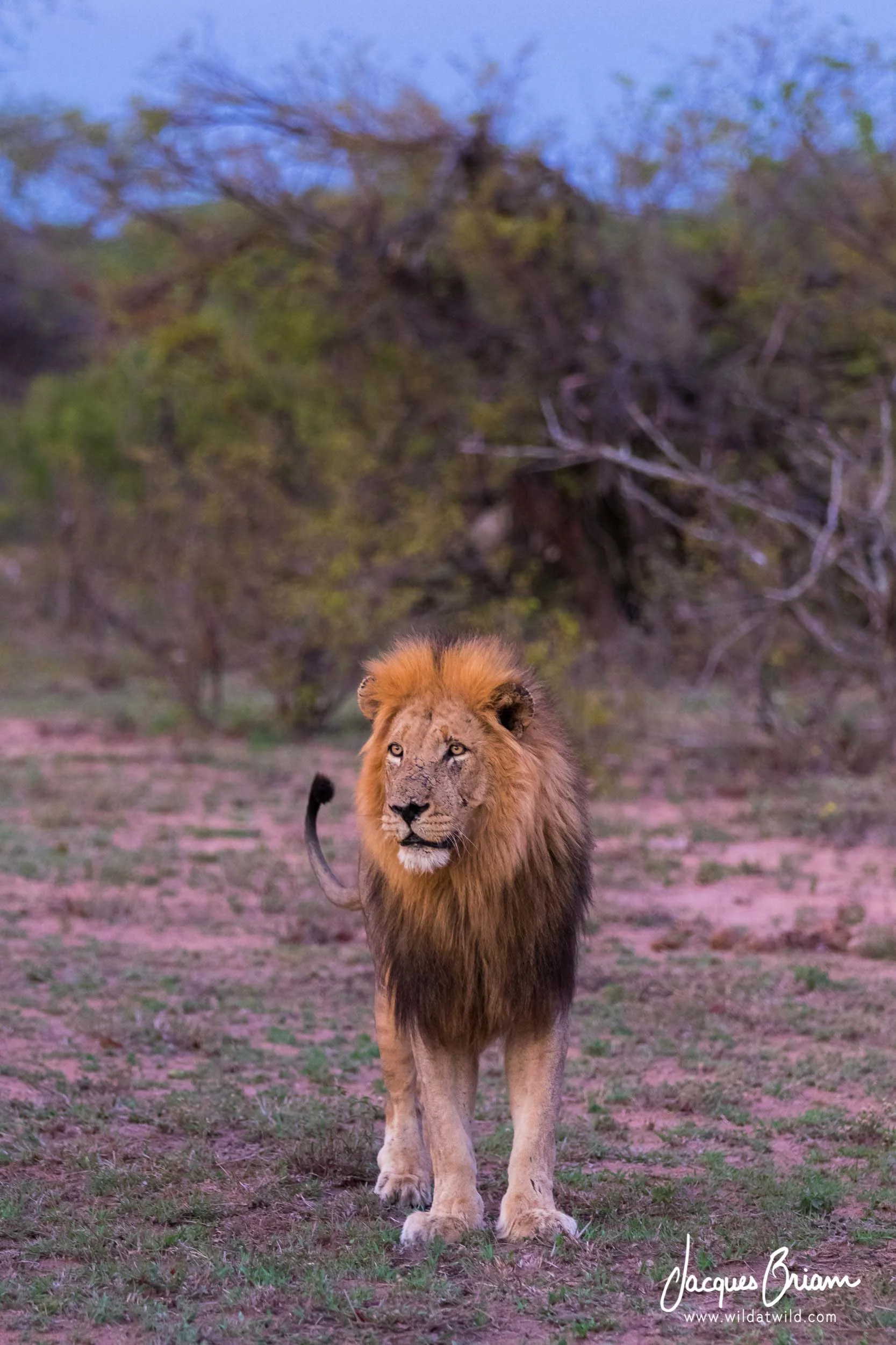 Lion