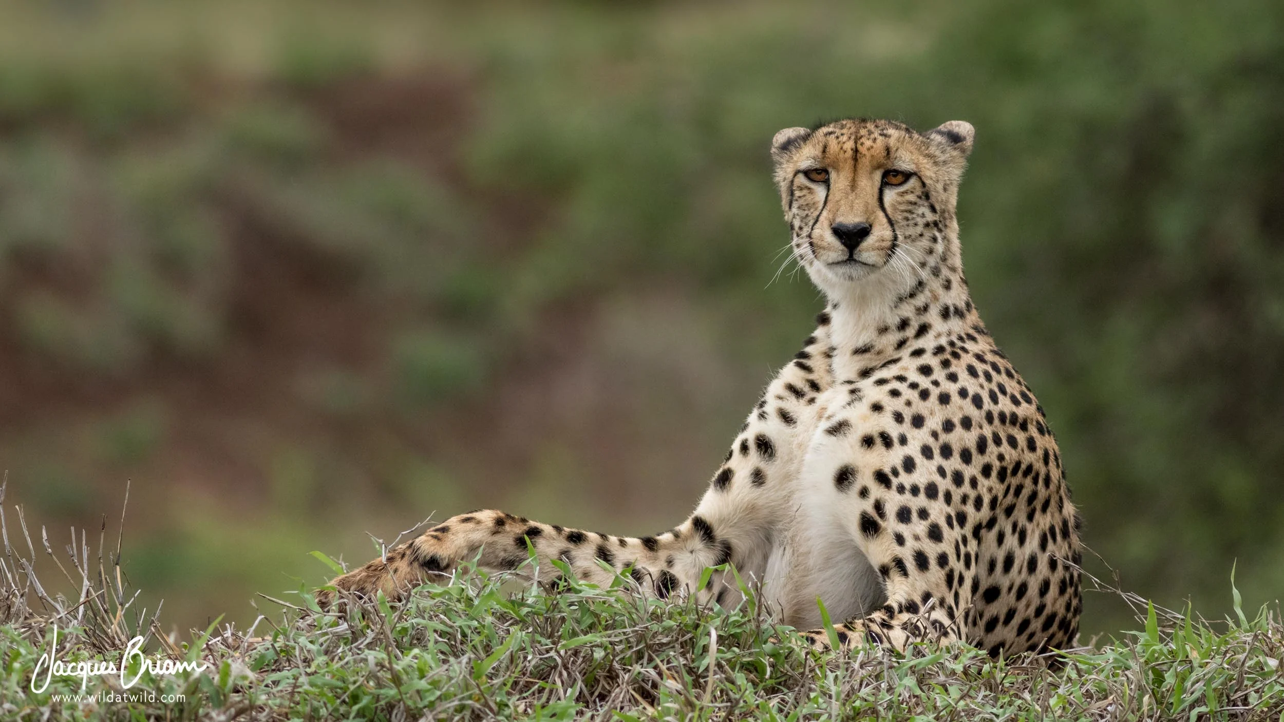 Cheetah