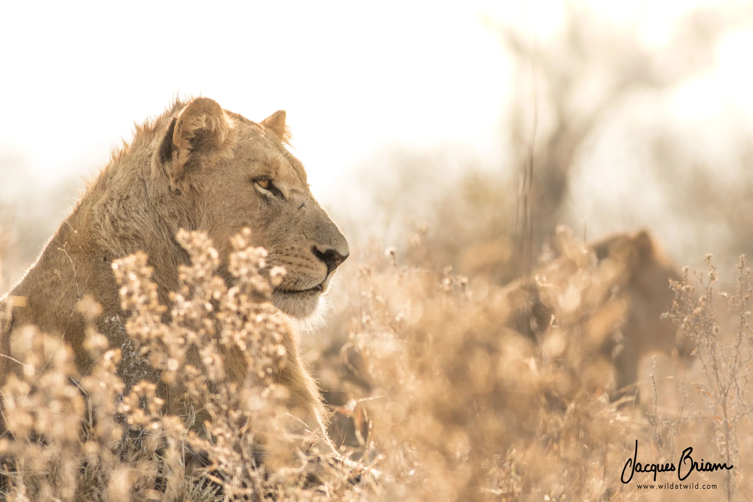 Lion