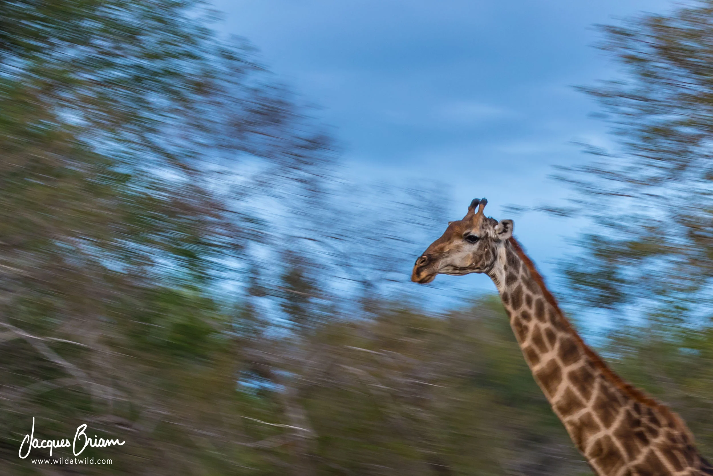 Southern Giraffe