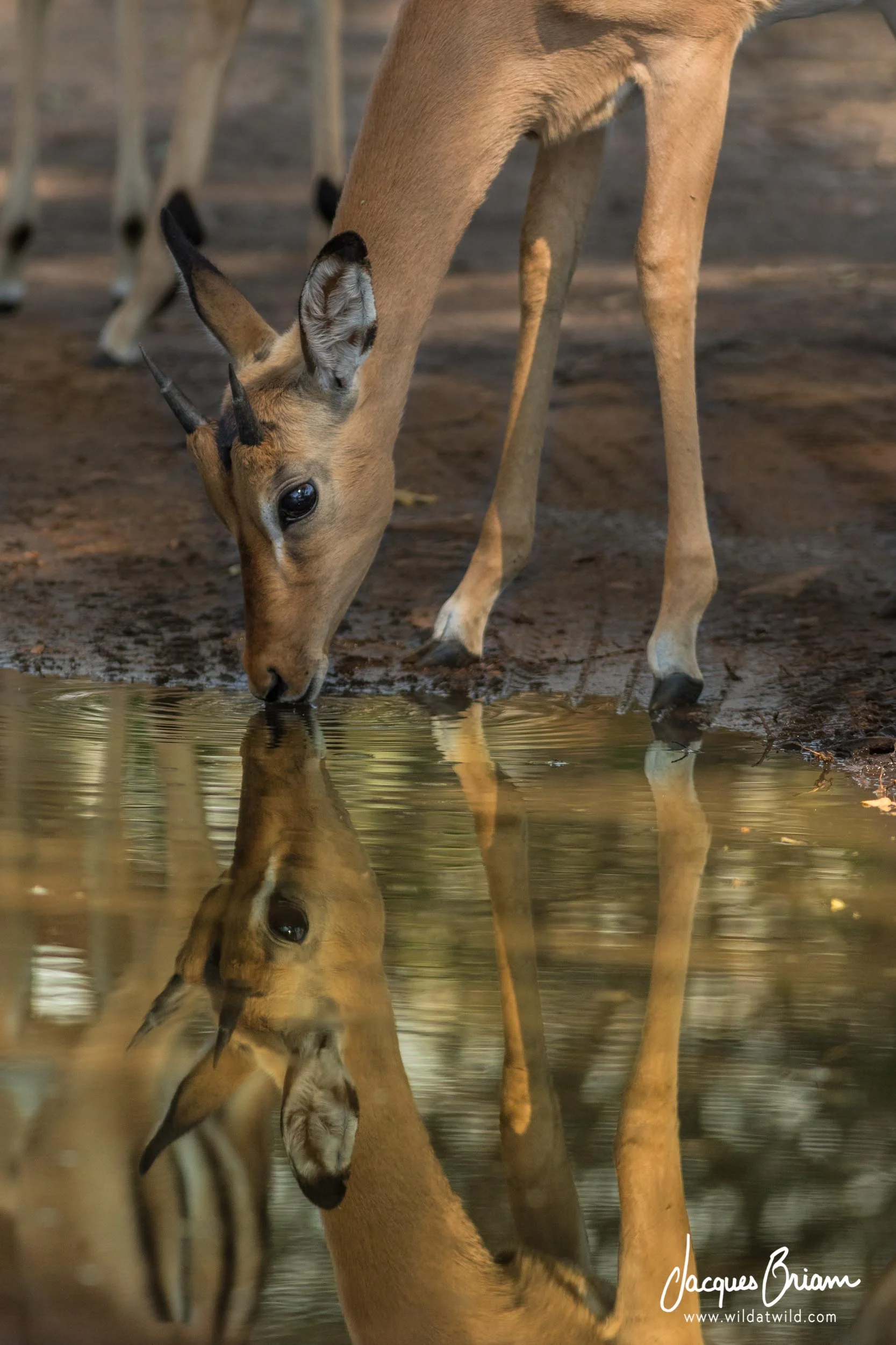 Impala