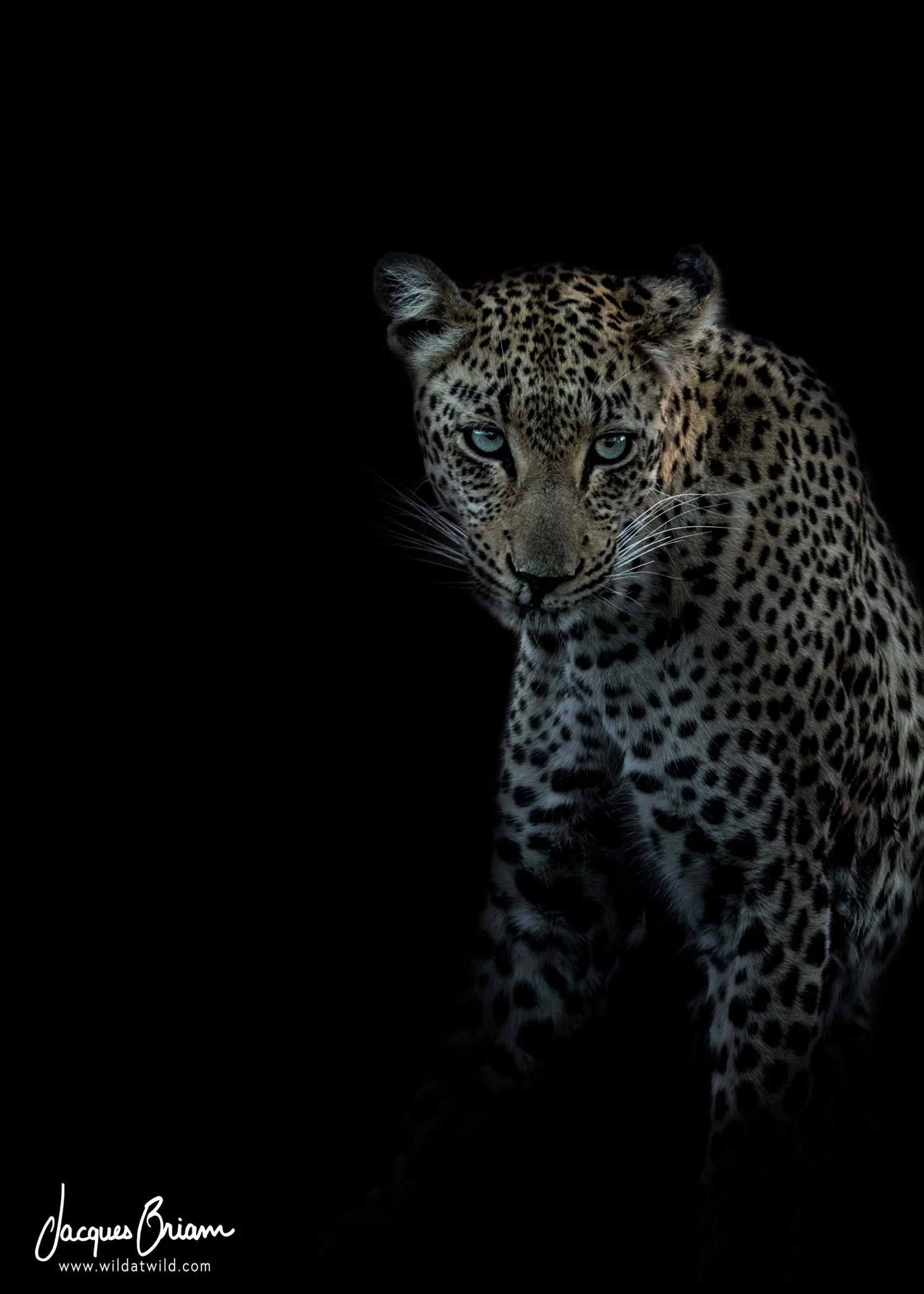 Leopard