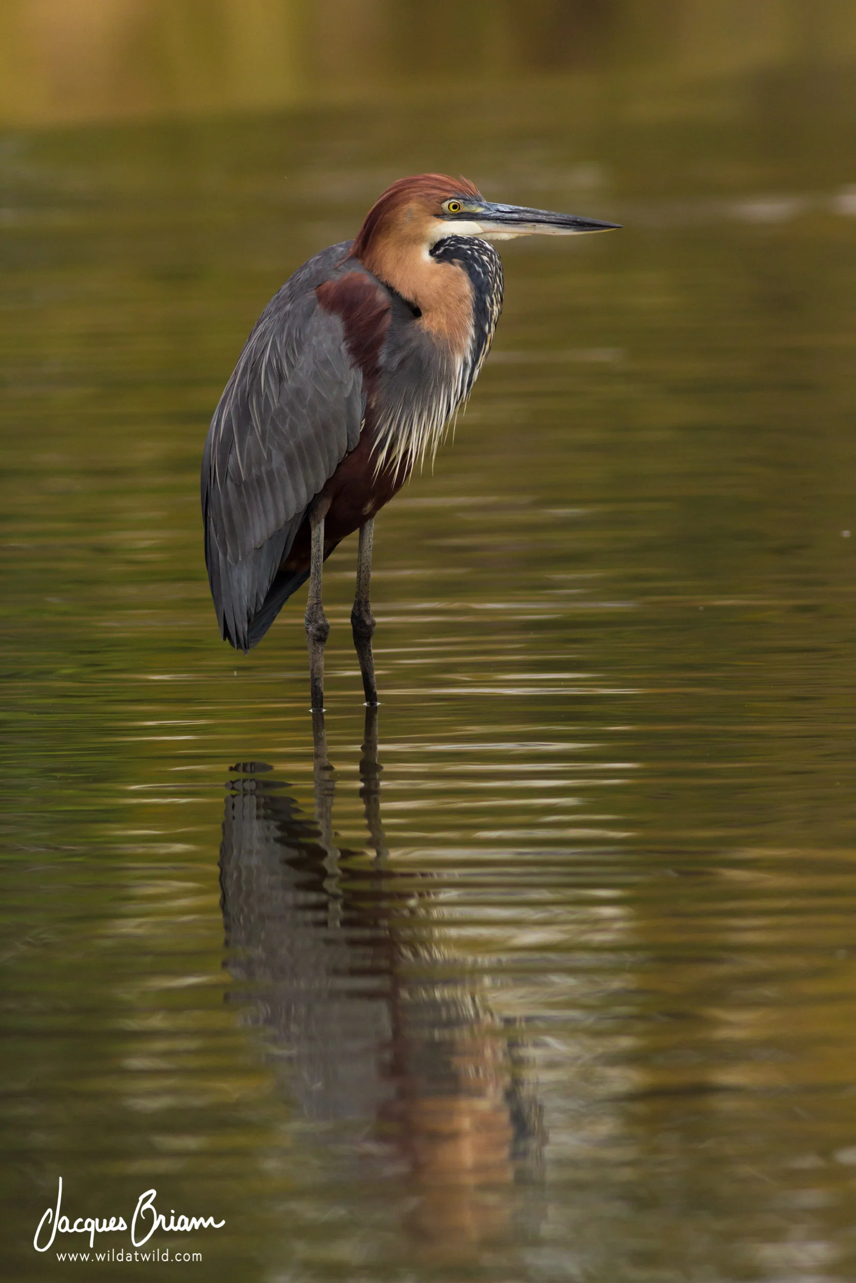 Goliath Heron