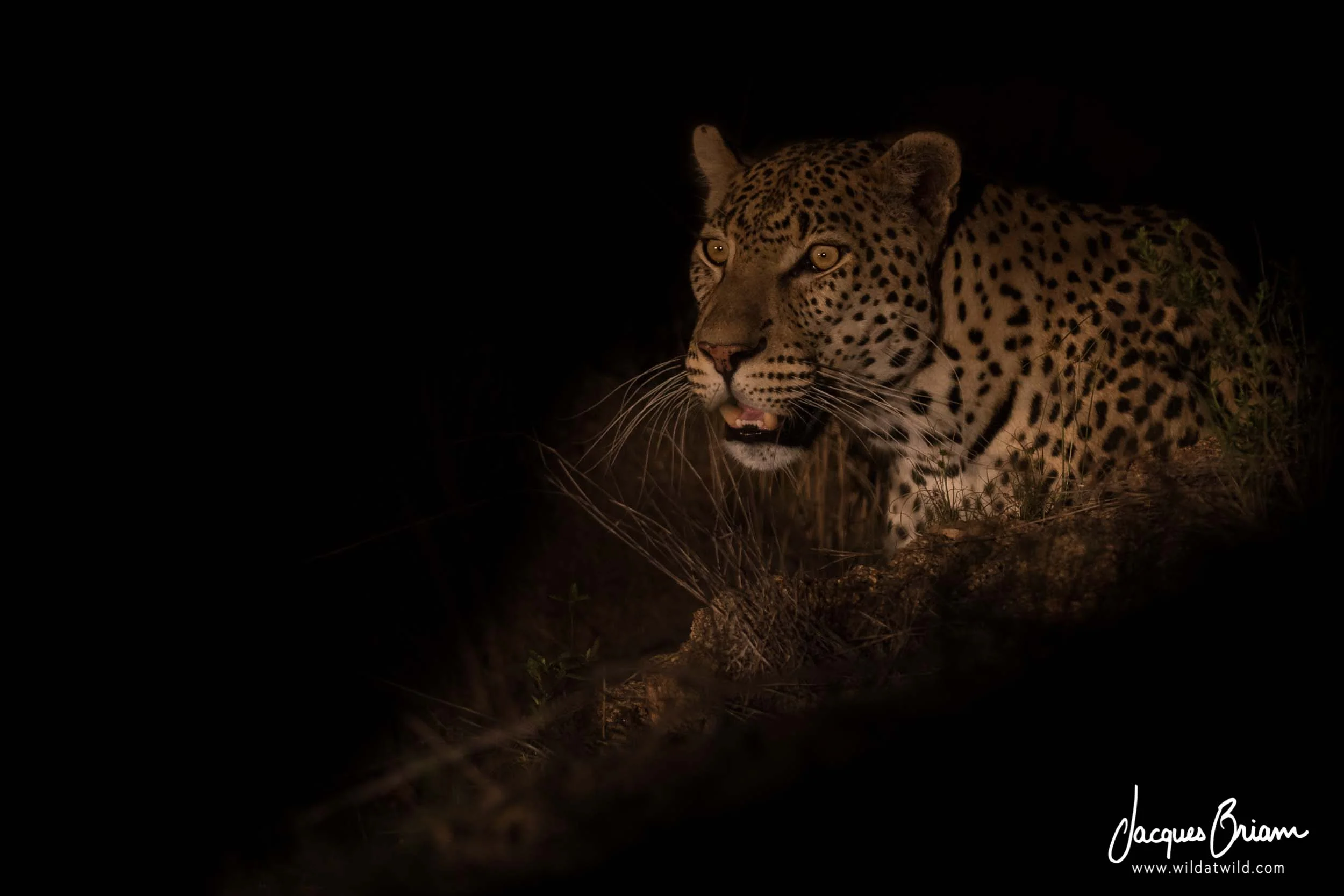 Leopard