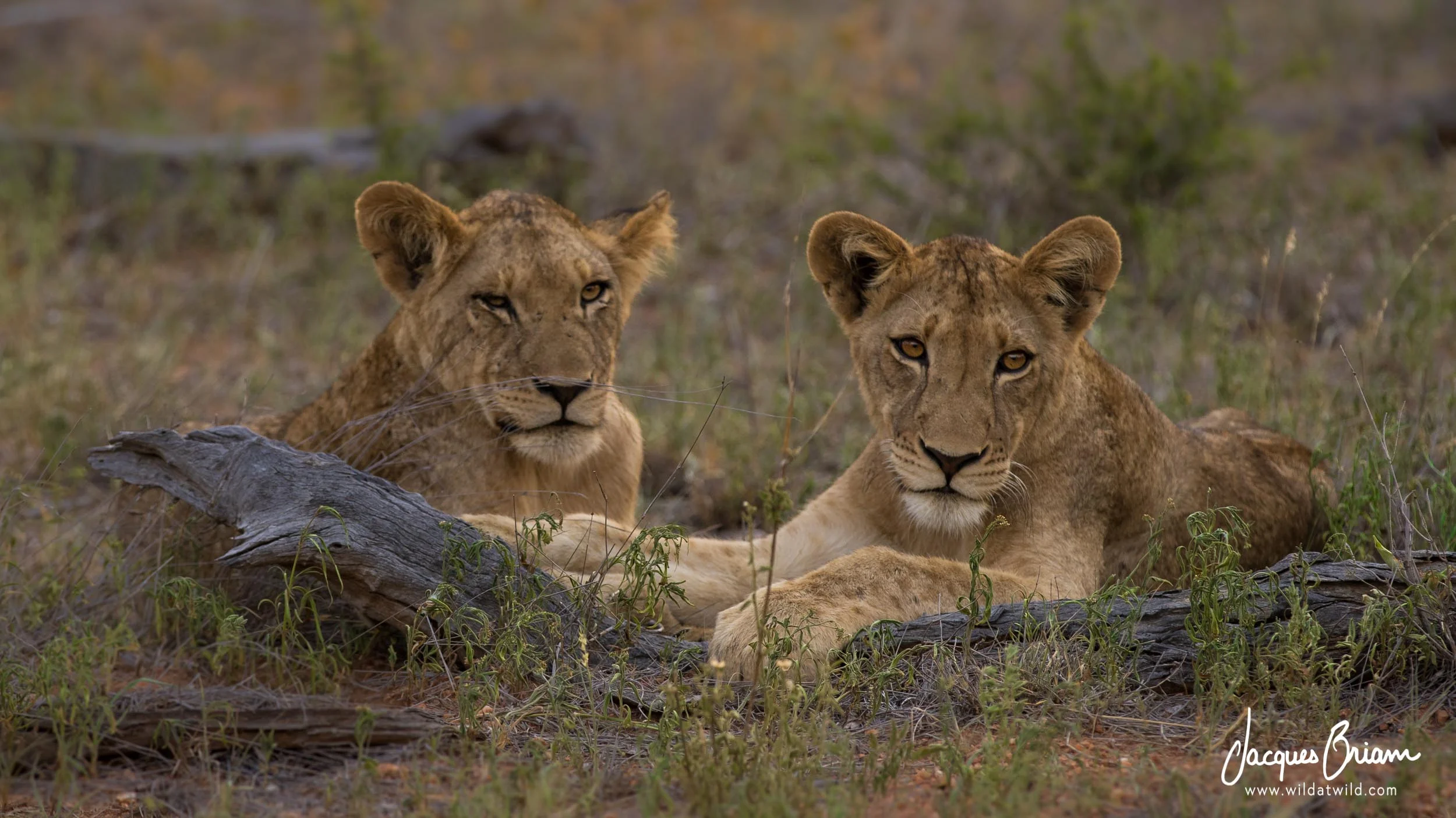 Lions
