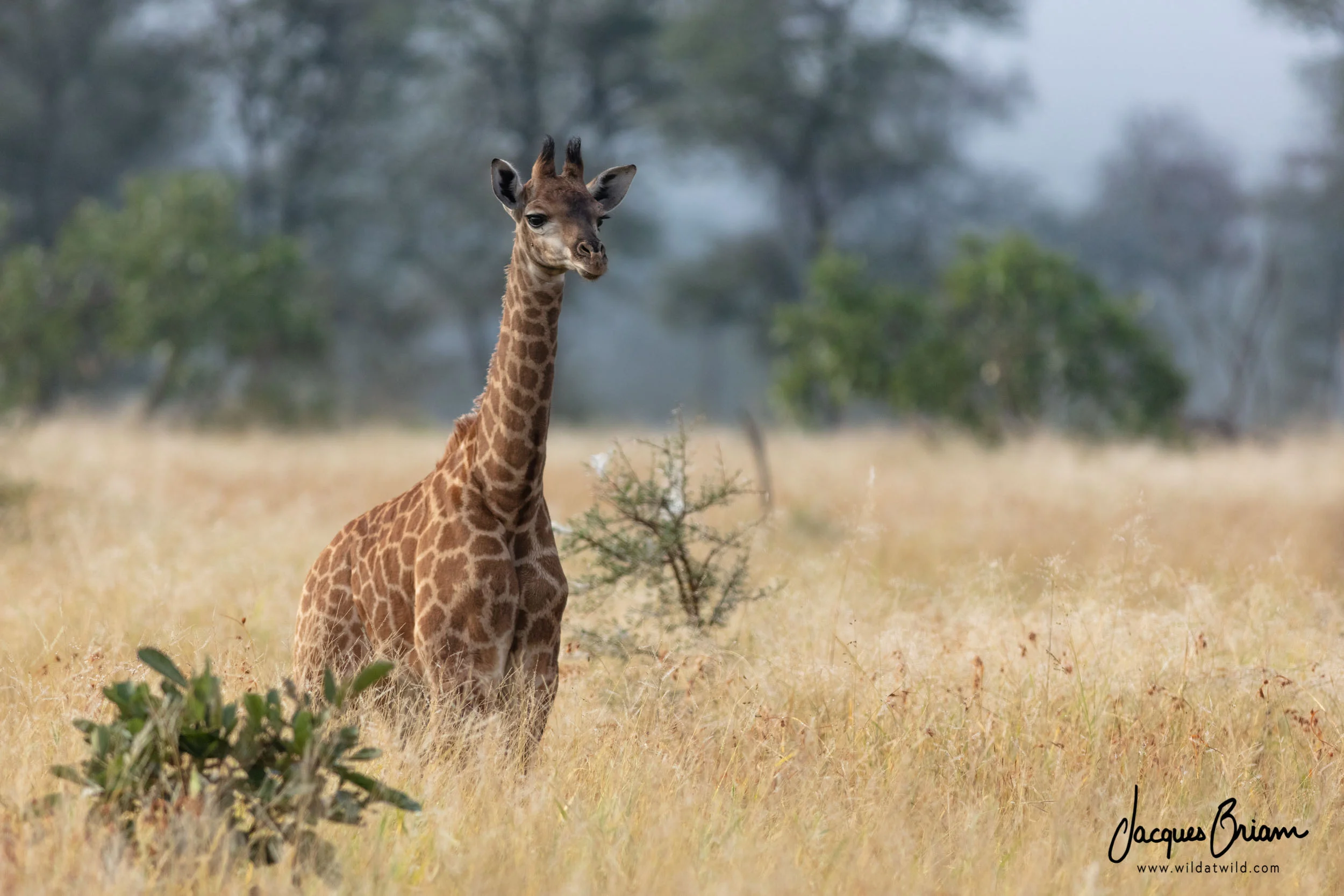 Southern Giraffe