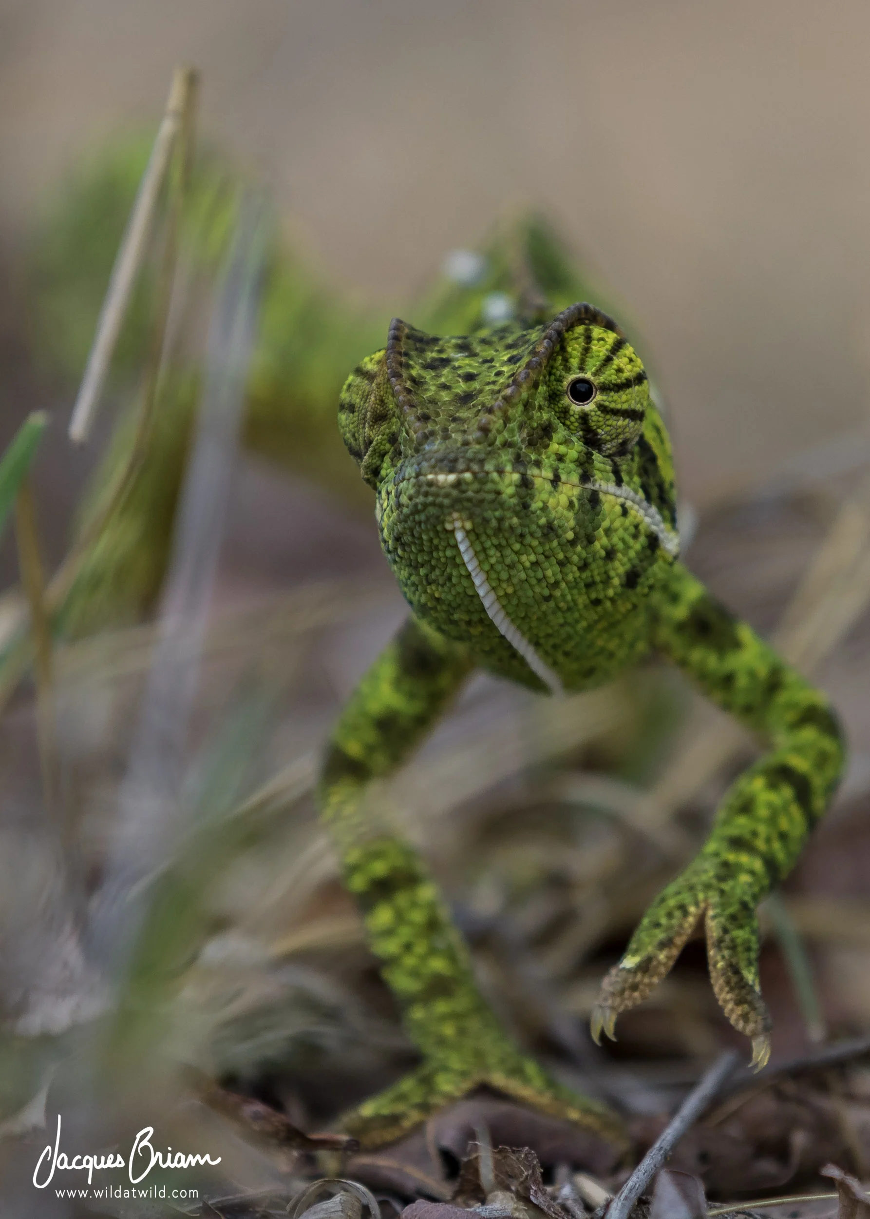 Flap-necked Chameleon