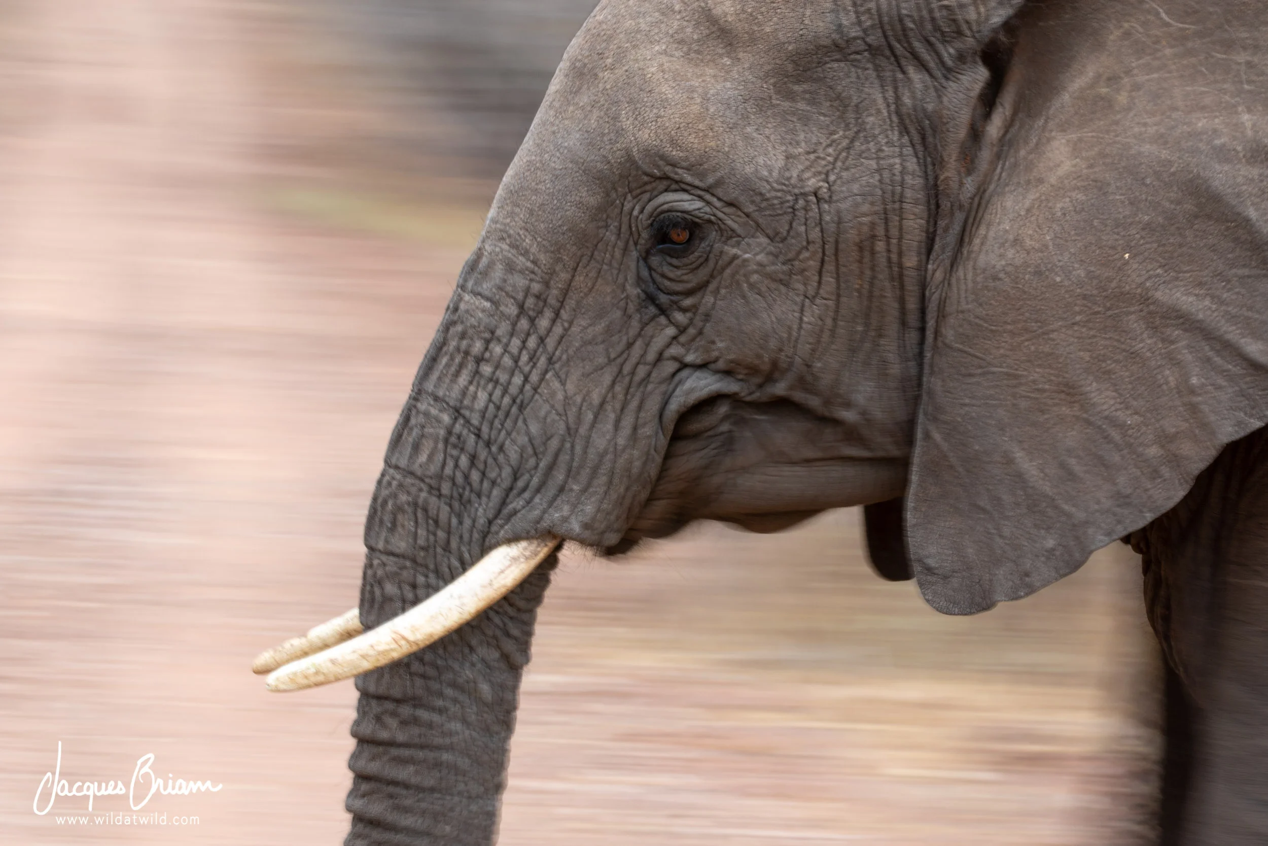 African Elephant