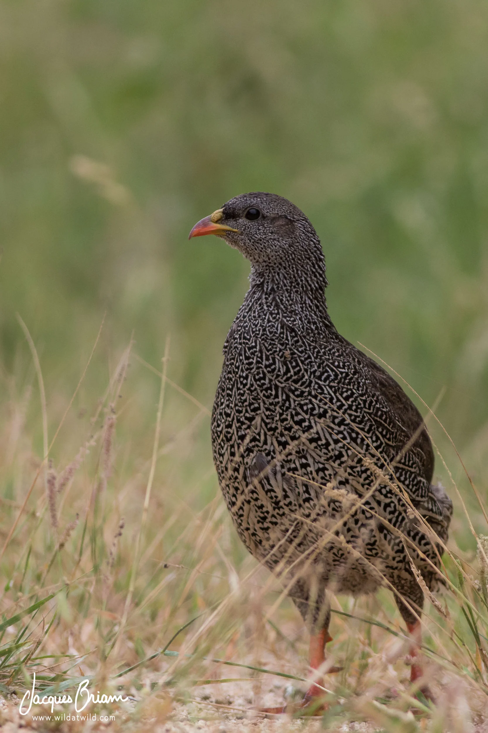 Natal Spurfowl