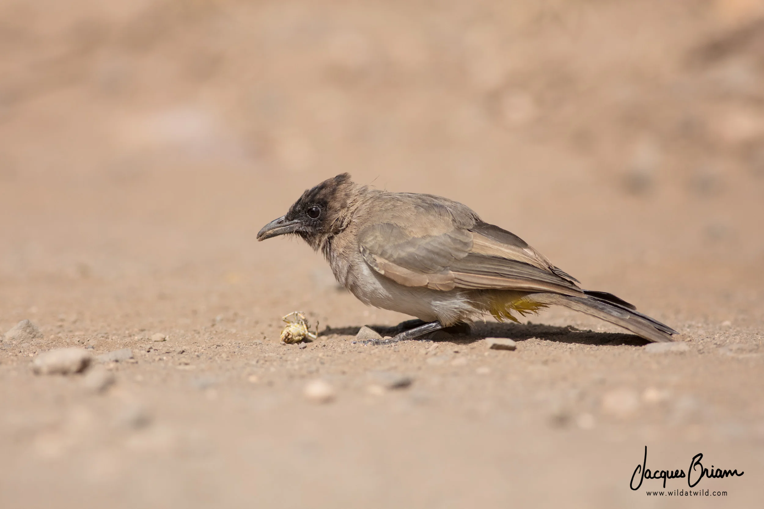 Dark-capped Bulbul