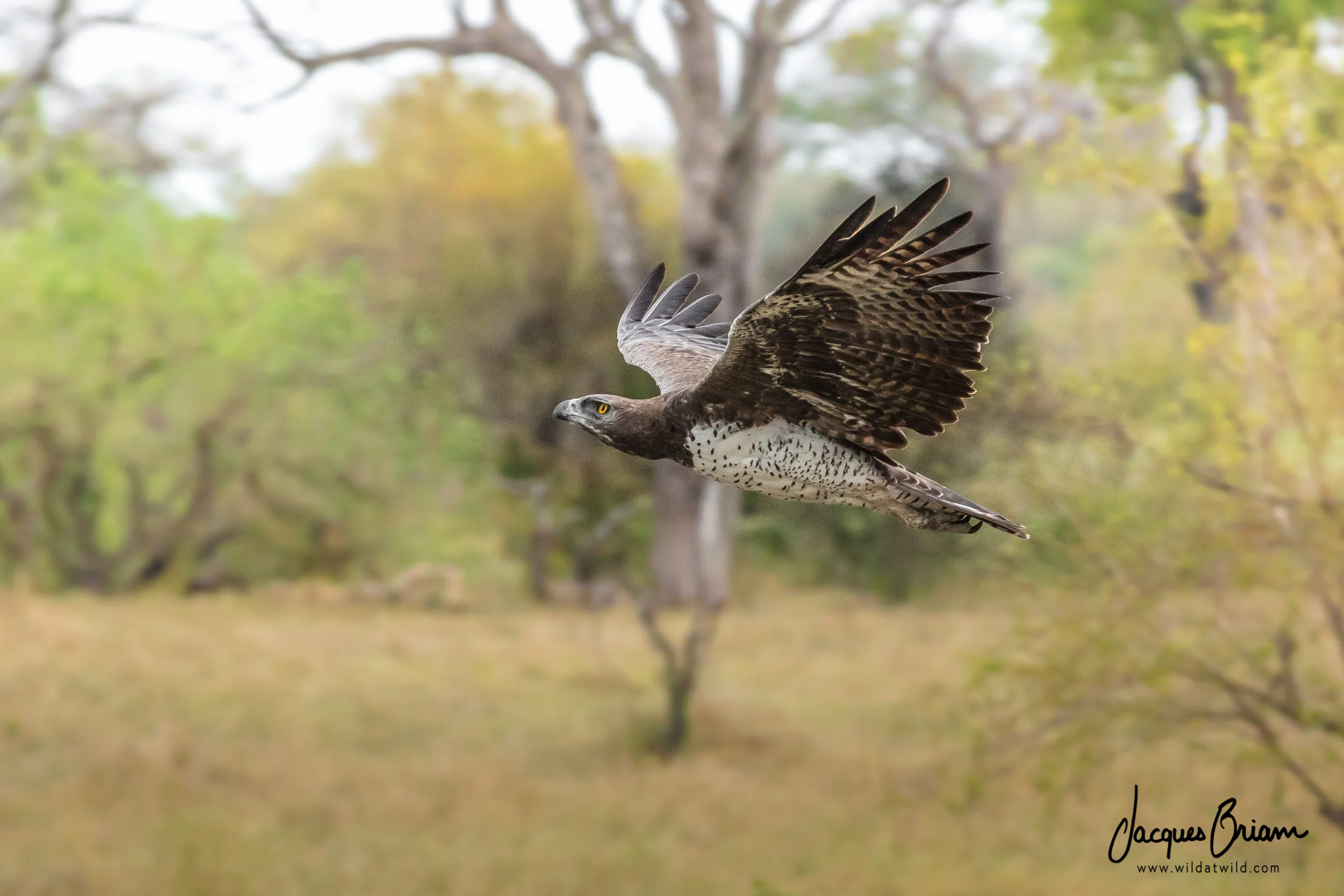 Martial Eagle