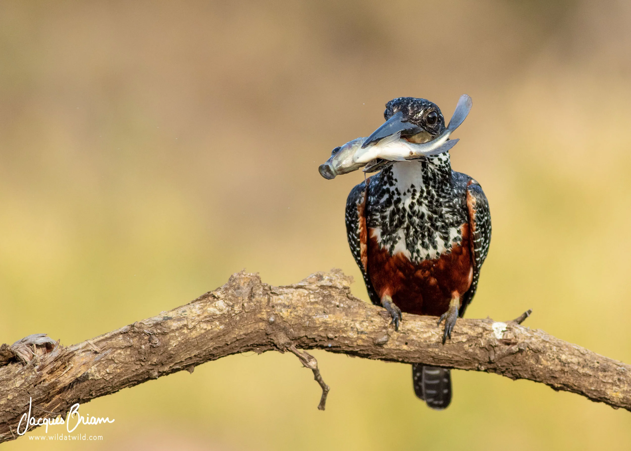 Giant Kingfisher with Fish