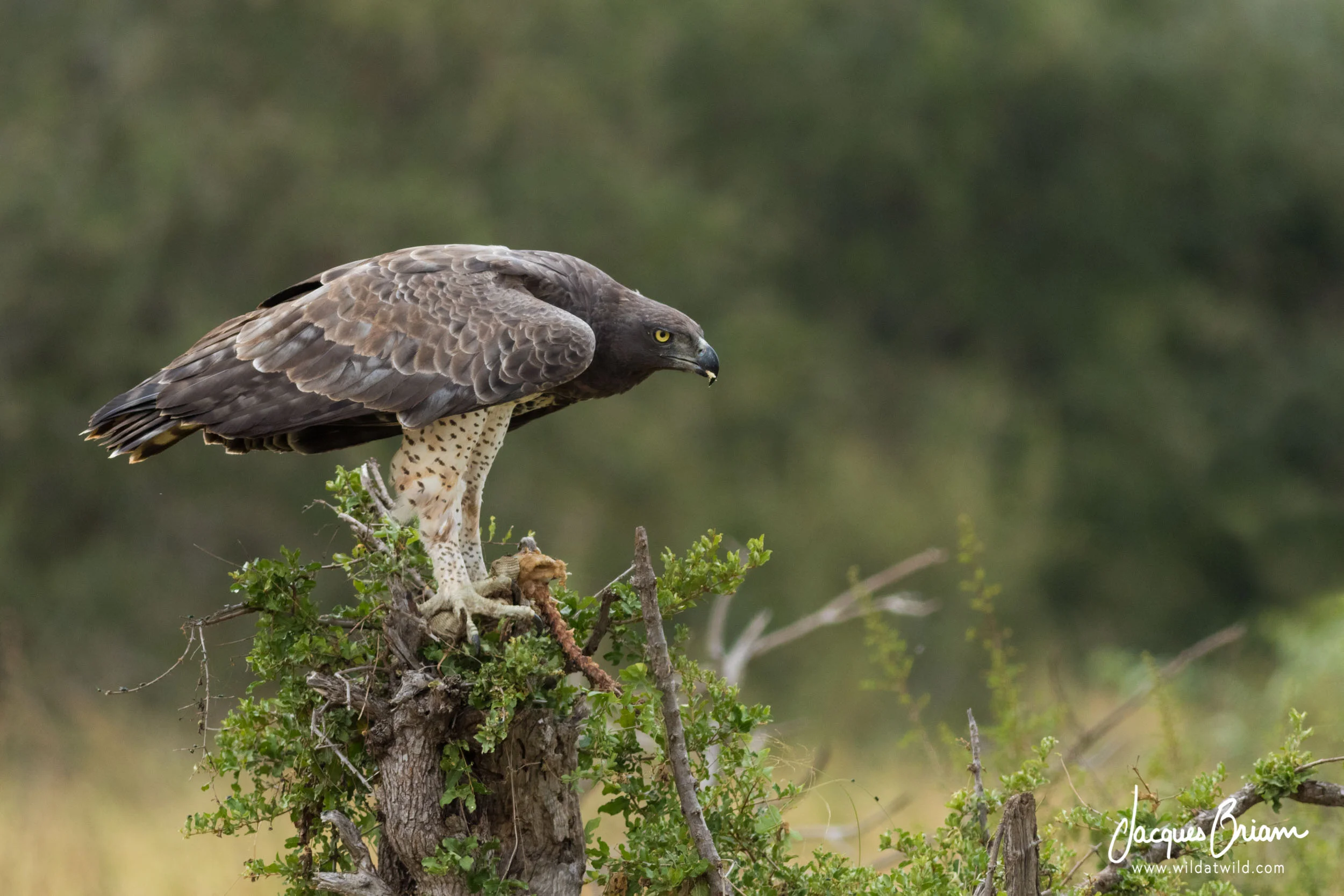 Martial Eagle